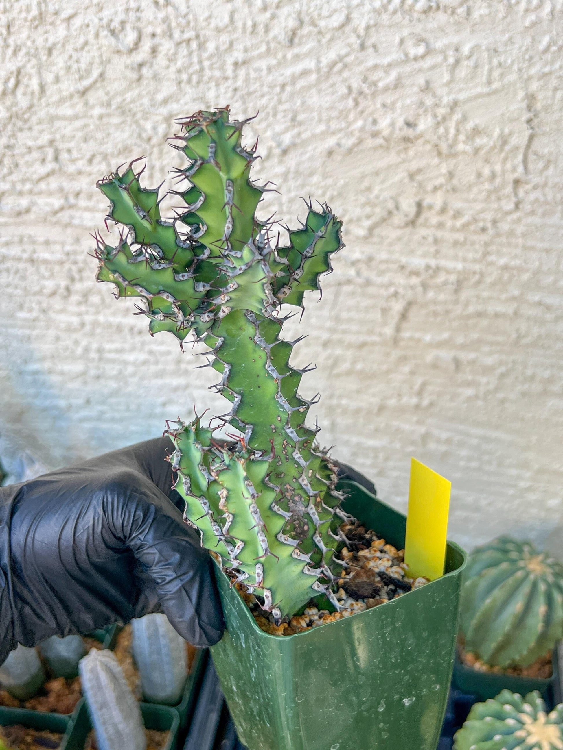 Cactus Petraea S. Carter (R-Y) | Around 7~8Inch tall