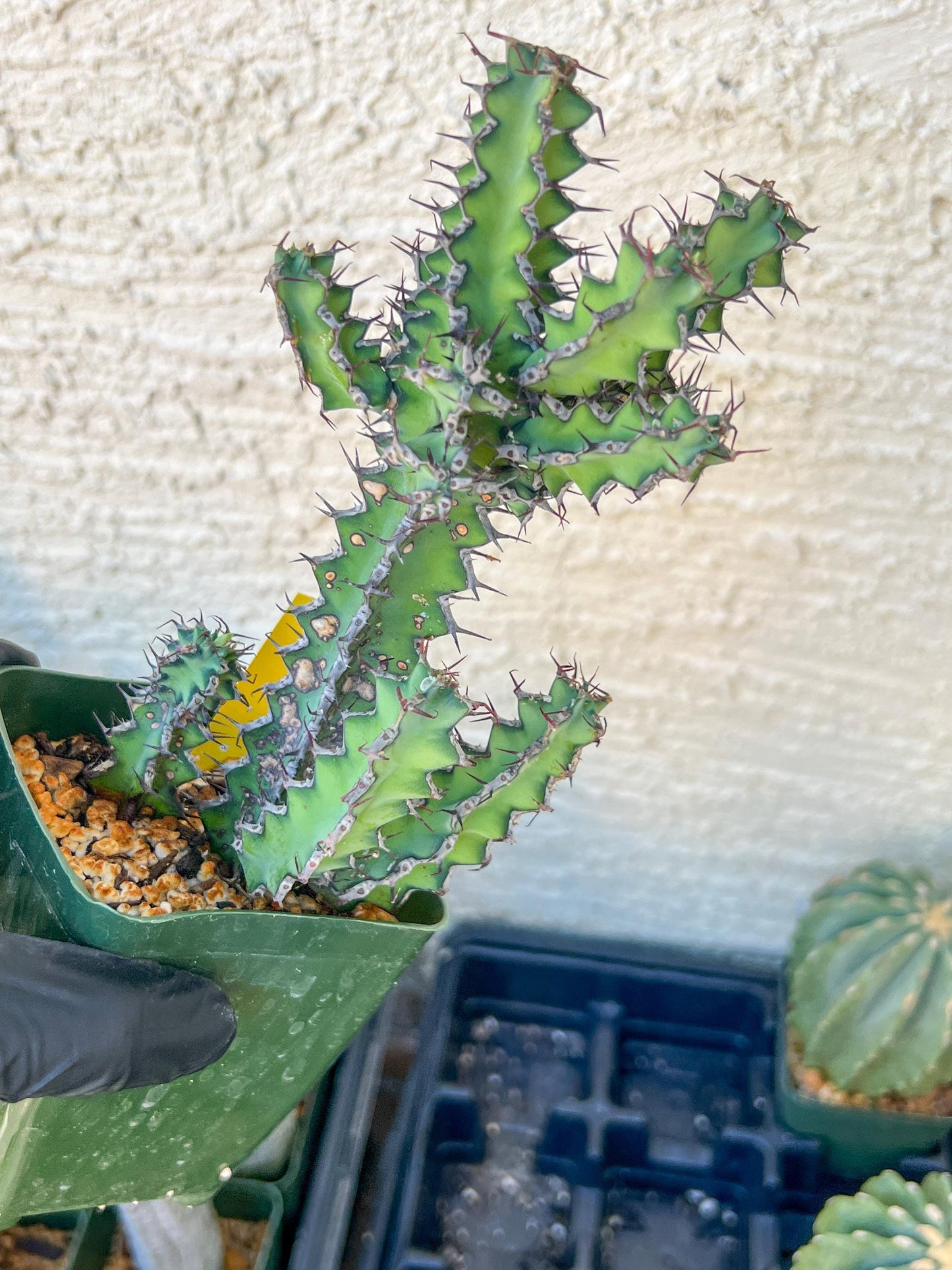 Cactus Petraea S. Carter (R-Y) | Around 7~8Inch tall