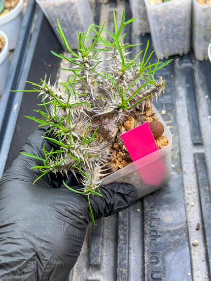 Euphorb Genoudiana (P-Y) | imported Plants