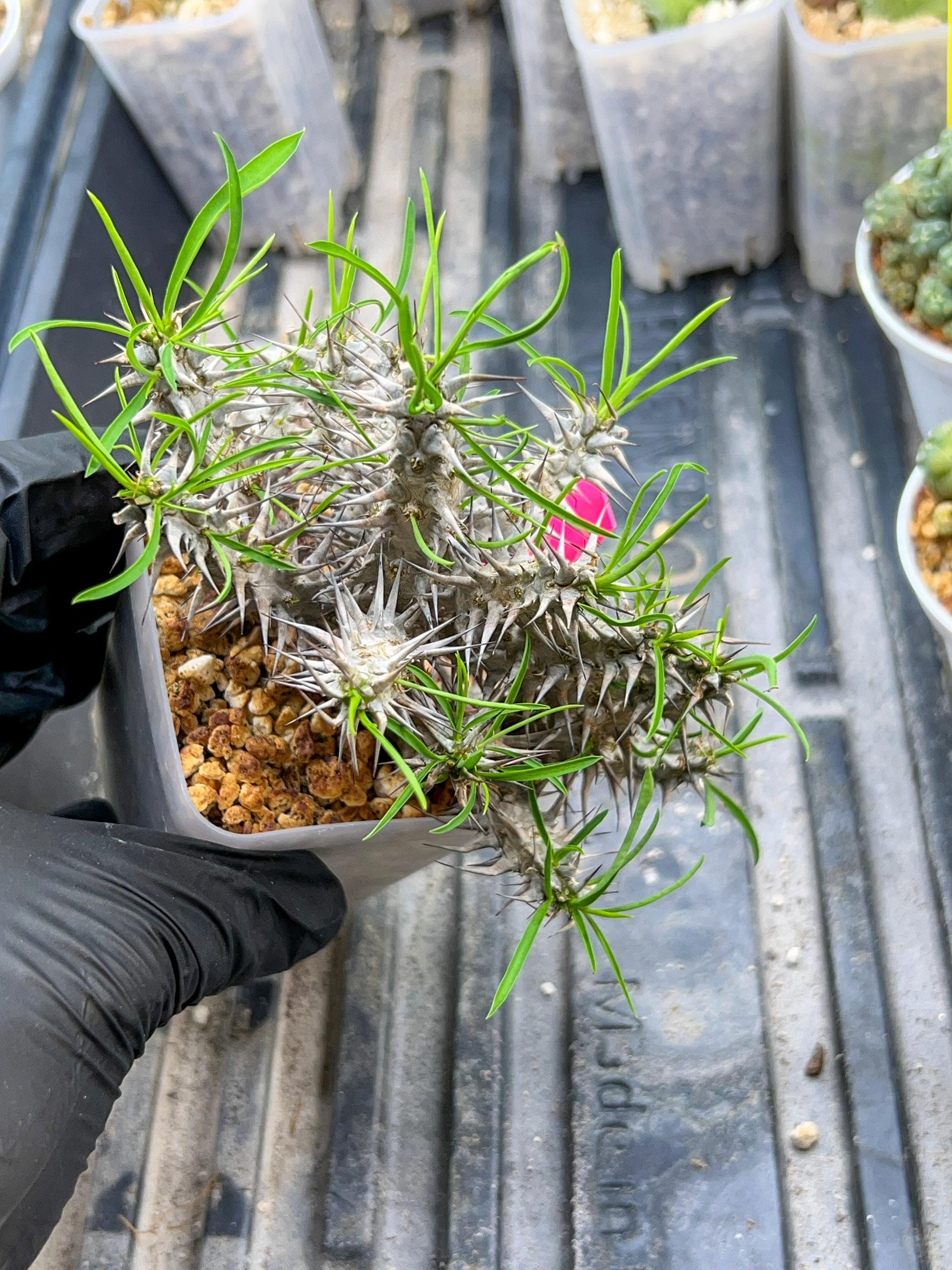 Euphorb Genoudiana (P-Y) | imported Plants