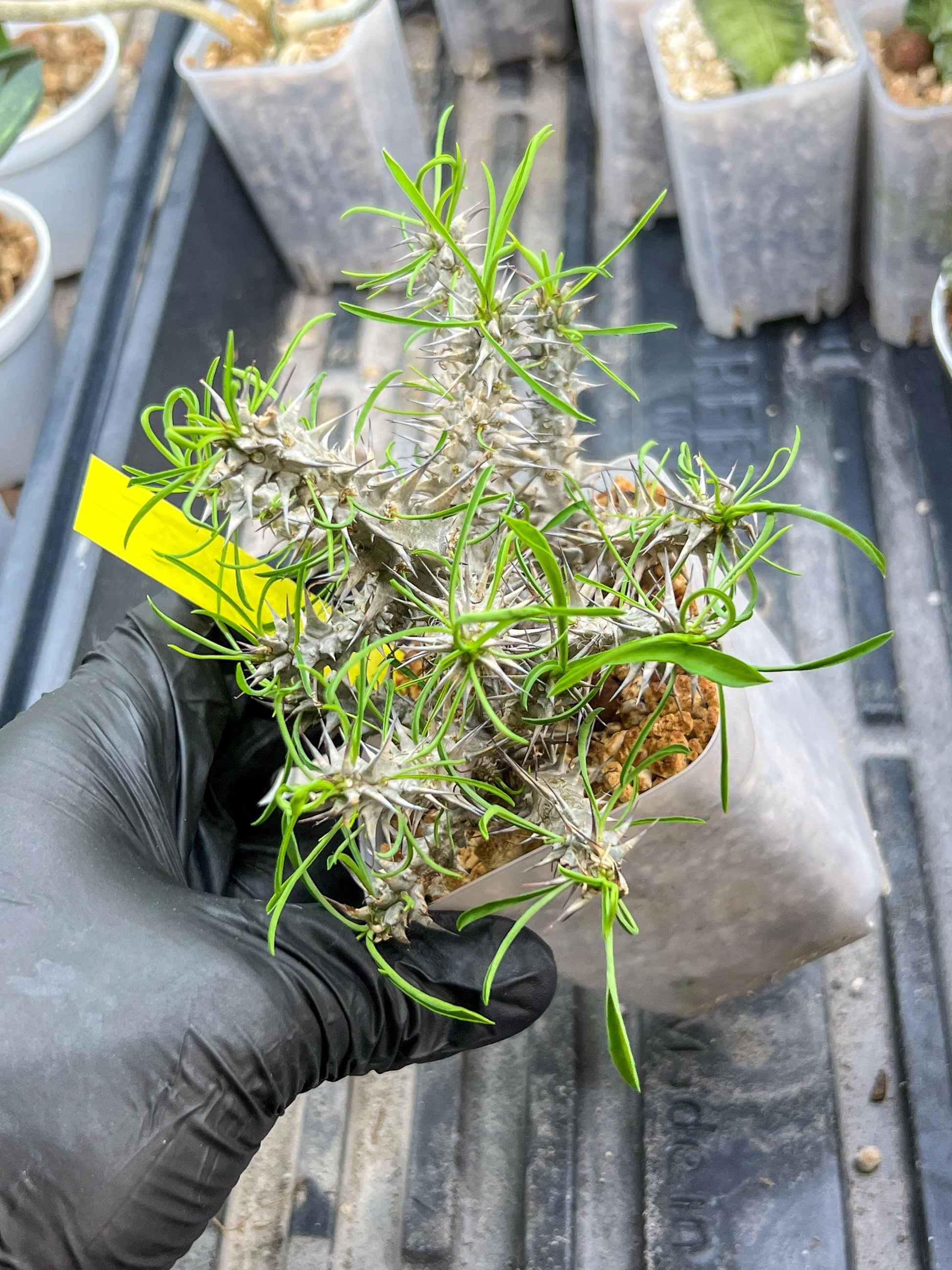 Euphorb Genoudiana (P-Y) | imported Plants