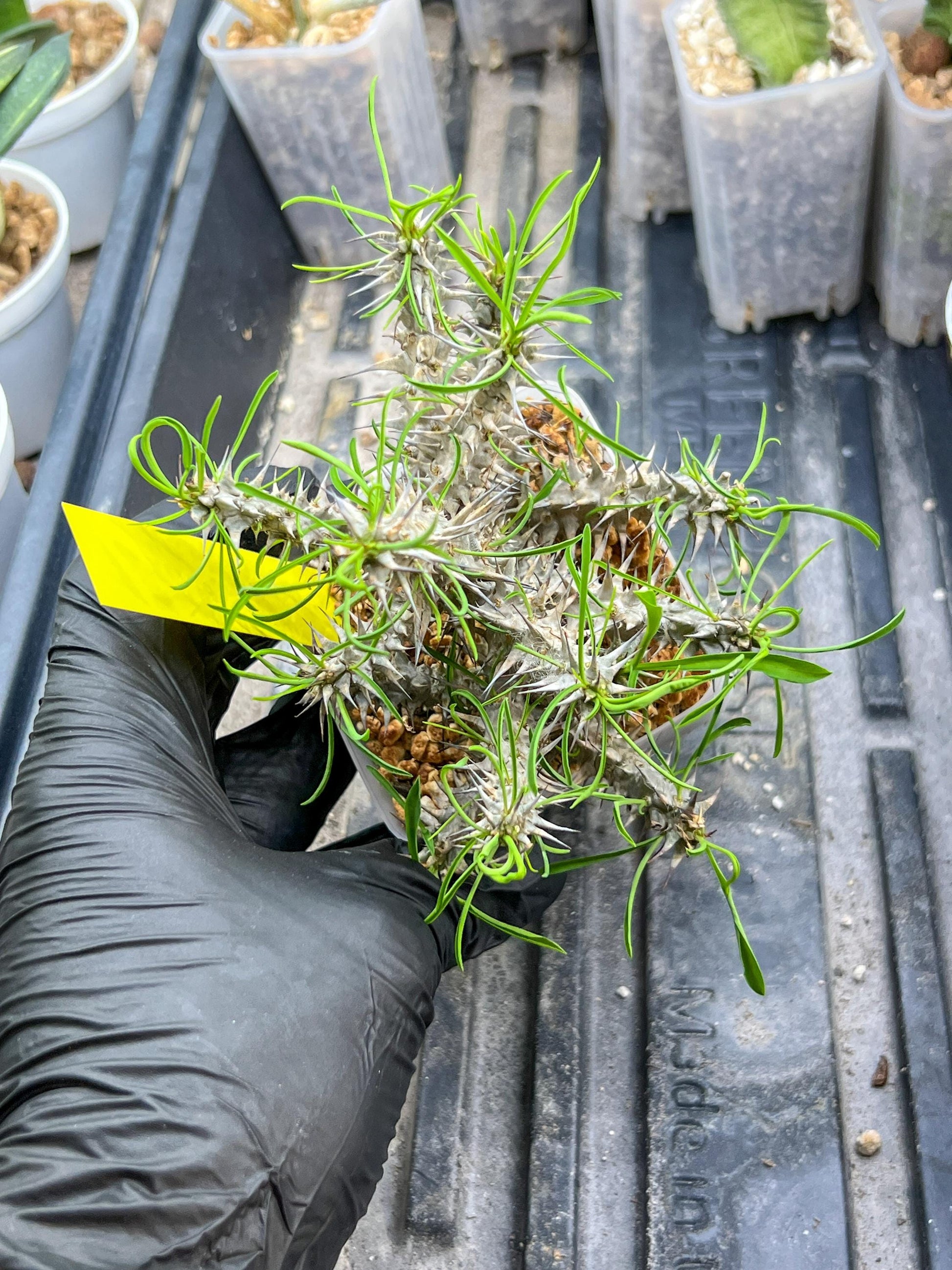 Euphorb Genoudiana (P-Y) | imported Plants