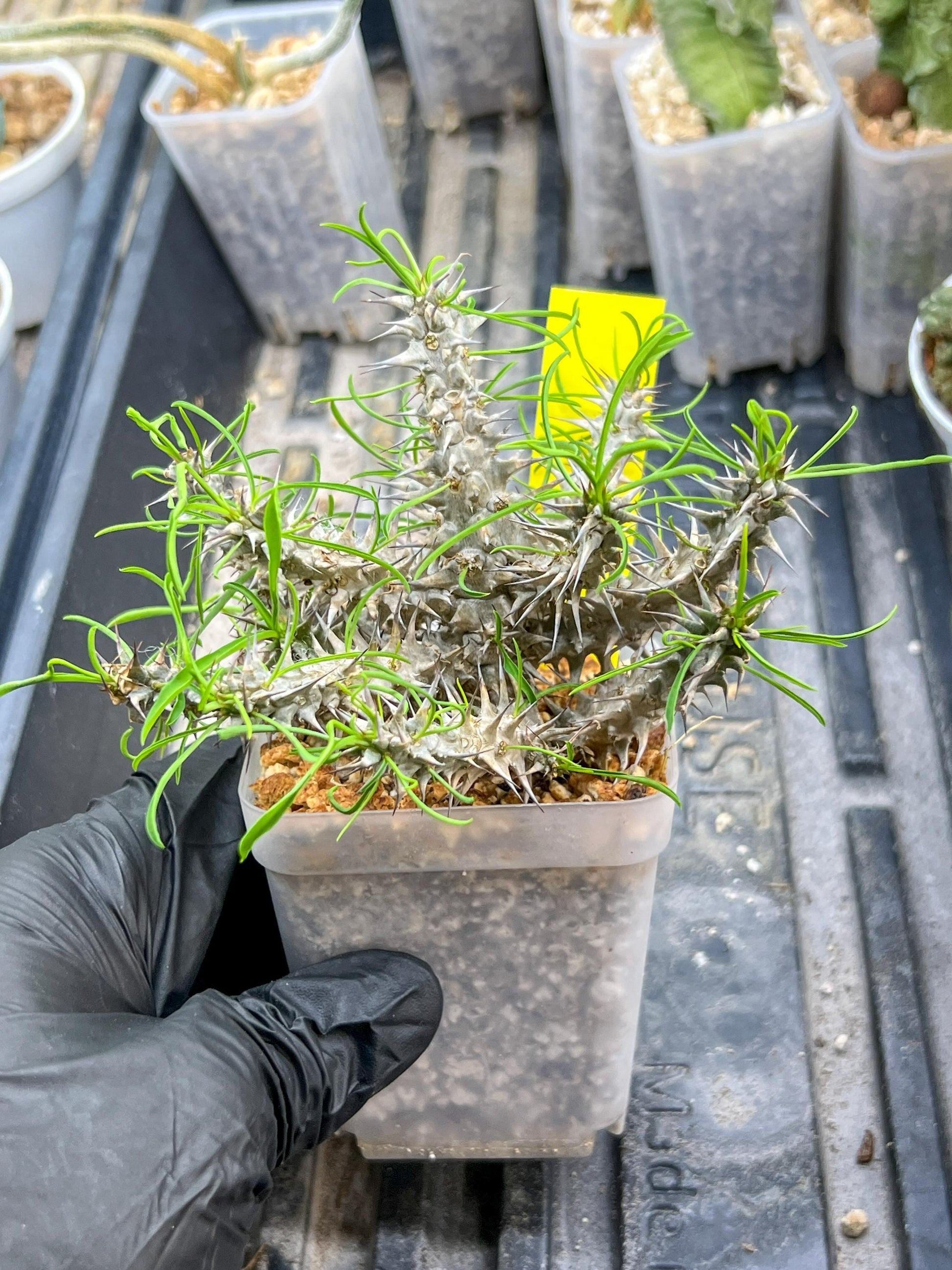Euphorb Genoudiana (P-Y) | imported Plants