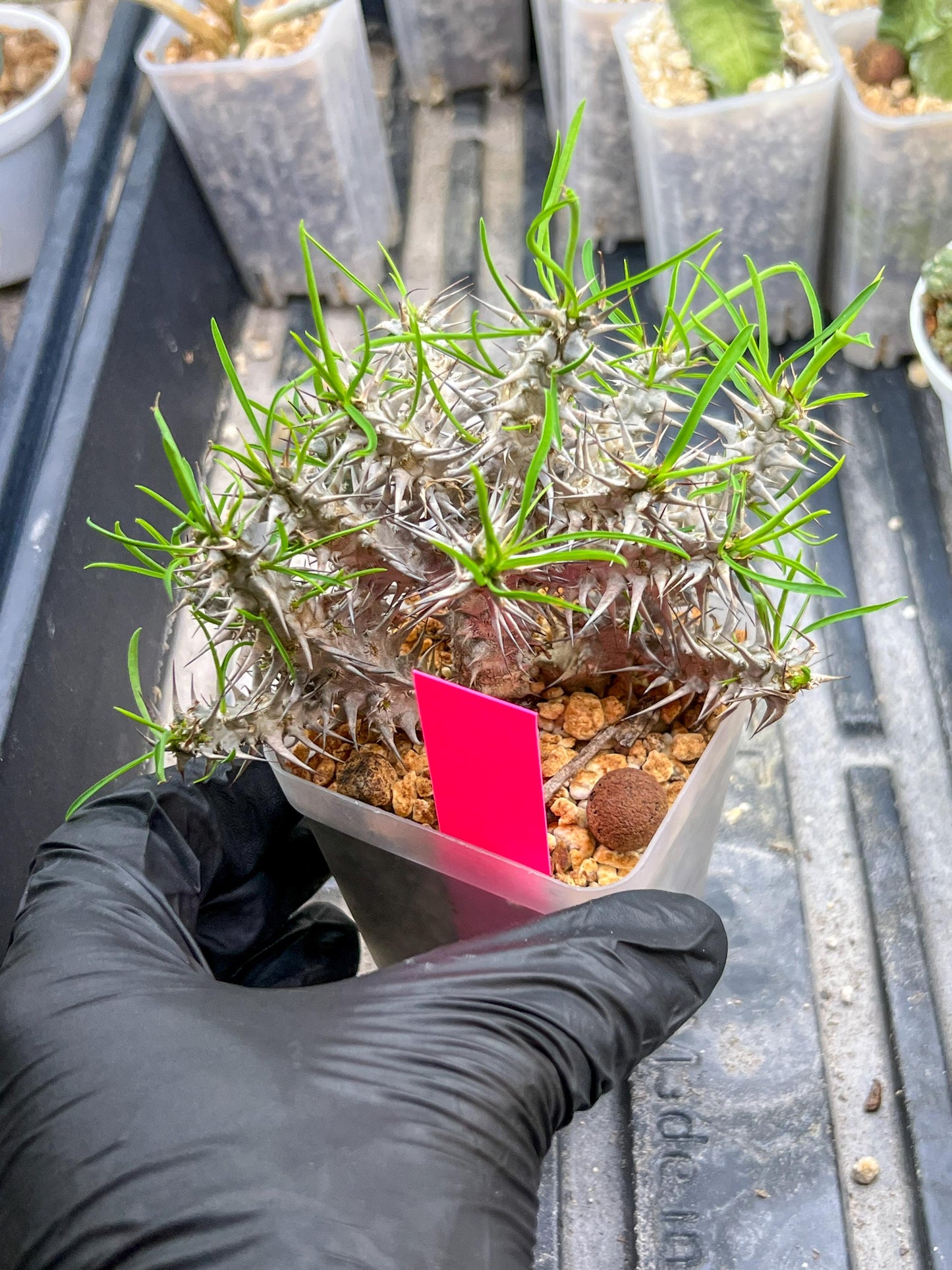 Euphorb Genoudiana (P-Y) | imported Plants