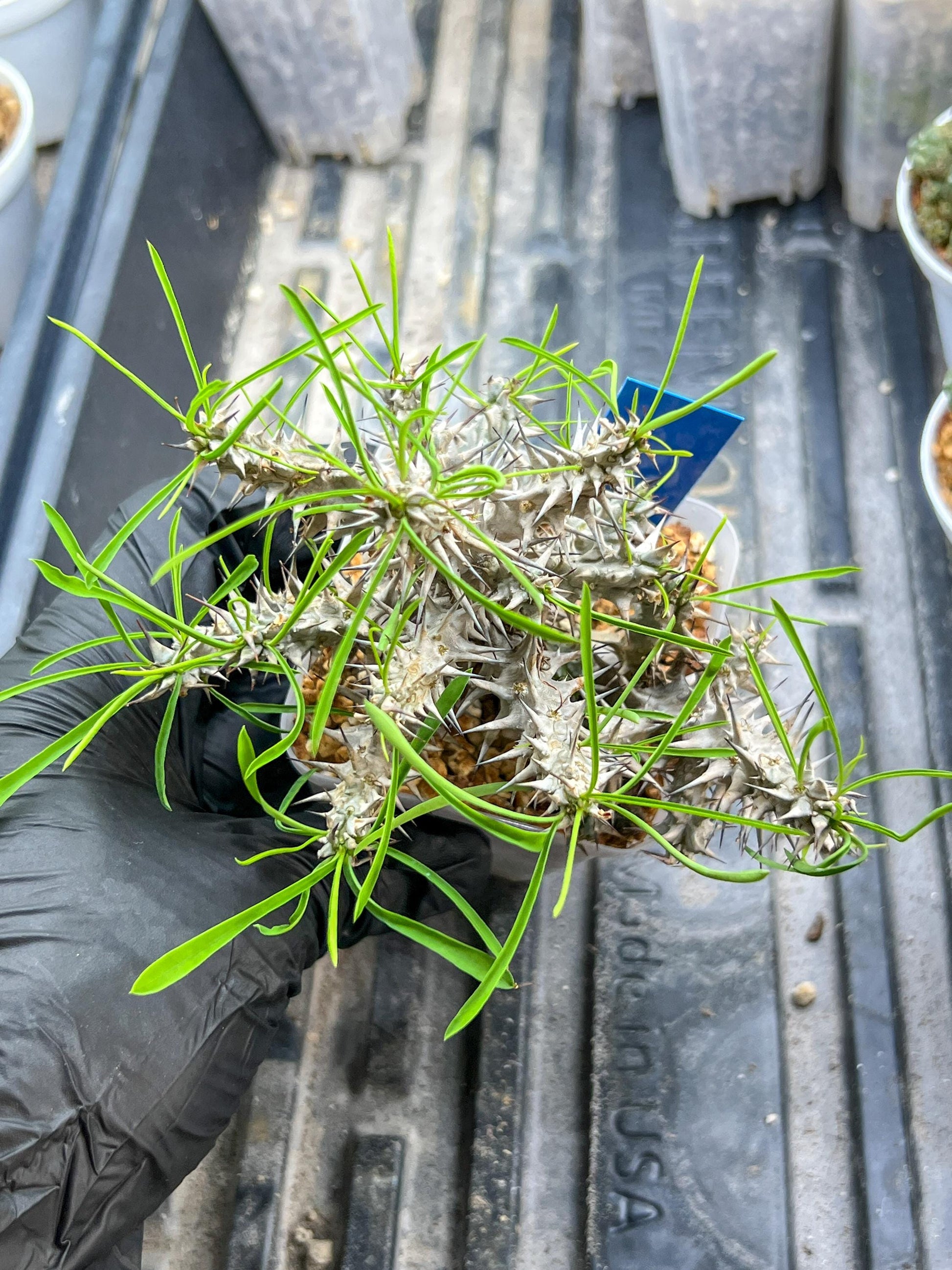 Euphorb Genoudiana (B-G) | imported Plants