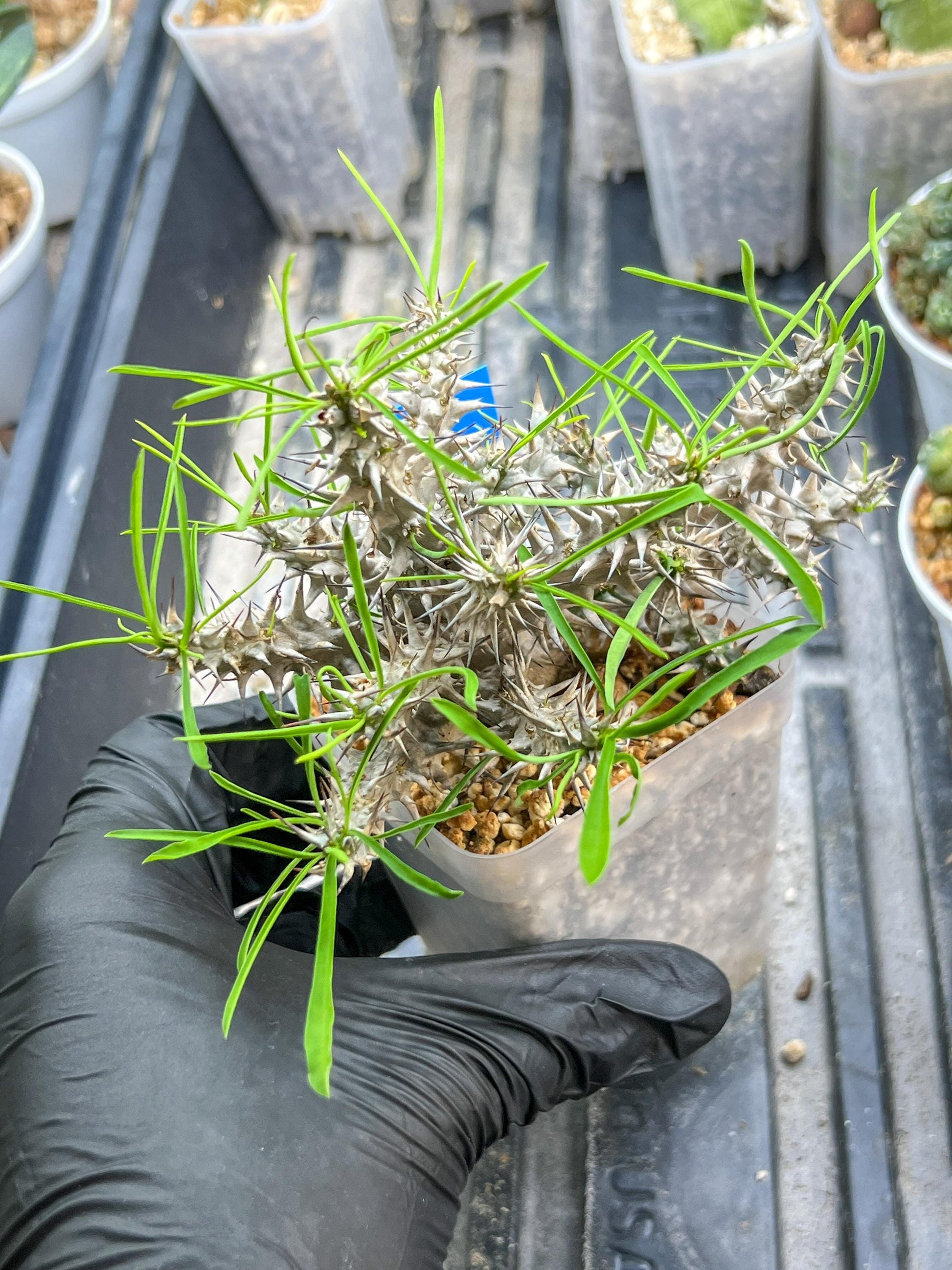 Euphorb Genoudiana (B-G) | imported Plants