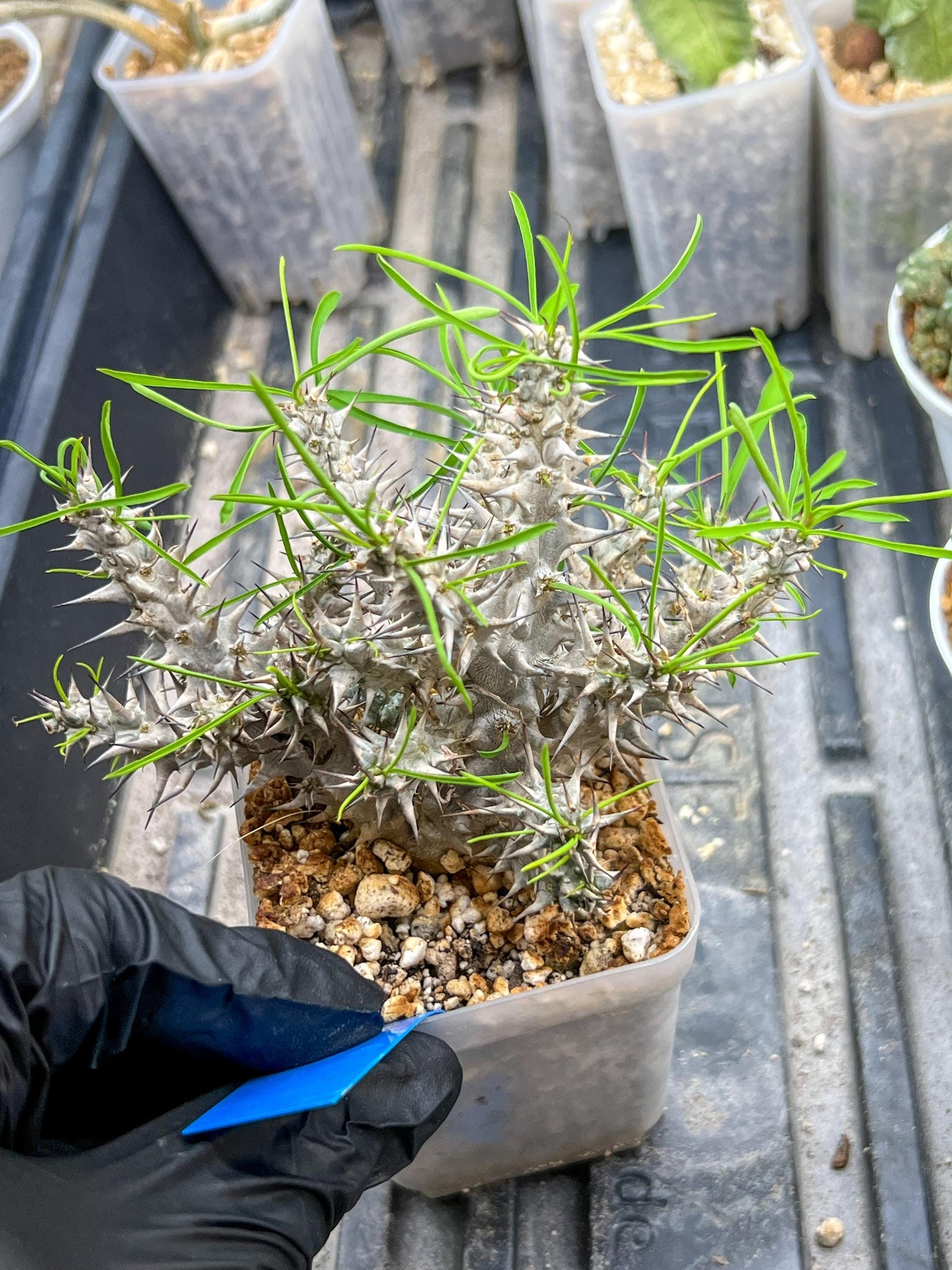 Euphorb Genoudiana (B-G) | imported Plants