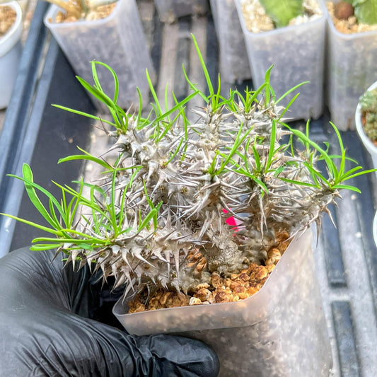 Euphorb Genoudiana (P-Y) | imported Plants