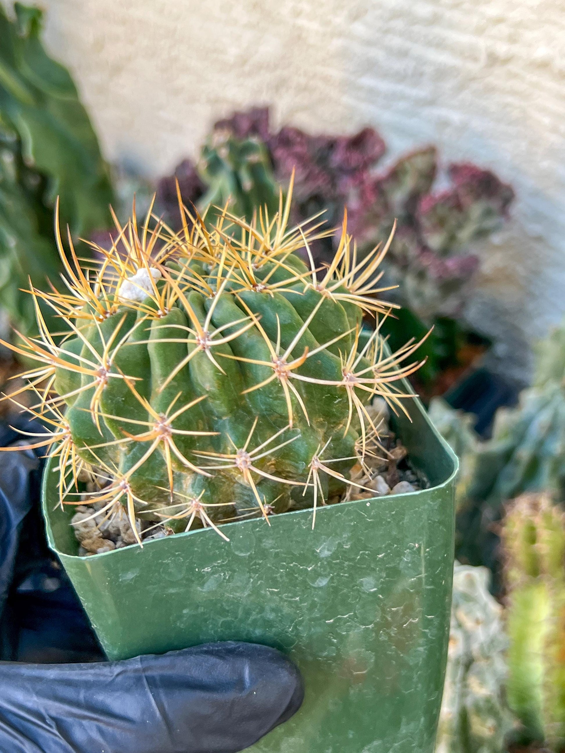 Cactus Eriosyce Engieri | (C1) (O13) | 3.5Pot