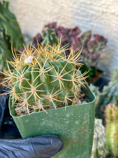 Cactus Eriosyce Engieri | (C1) (O13) | 3.5Pot