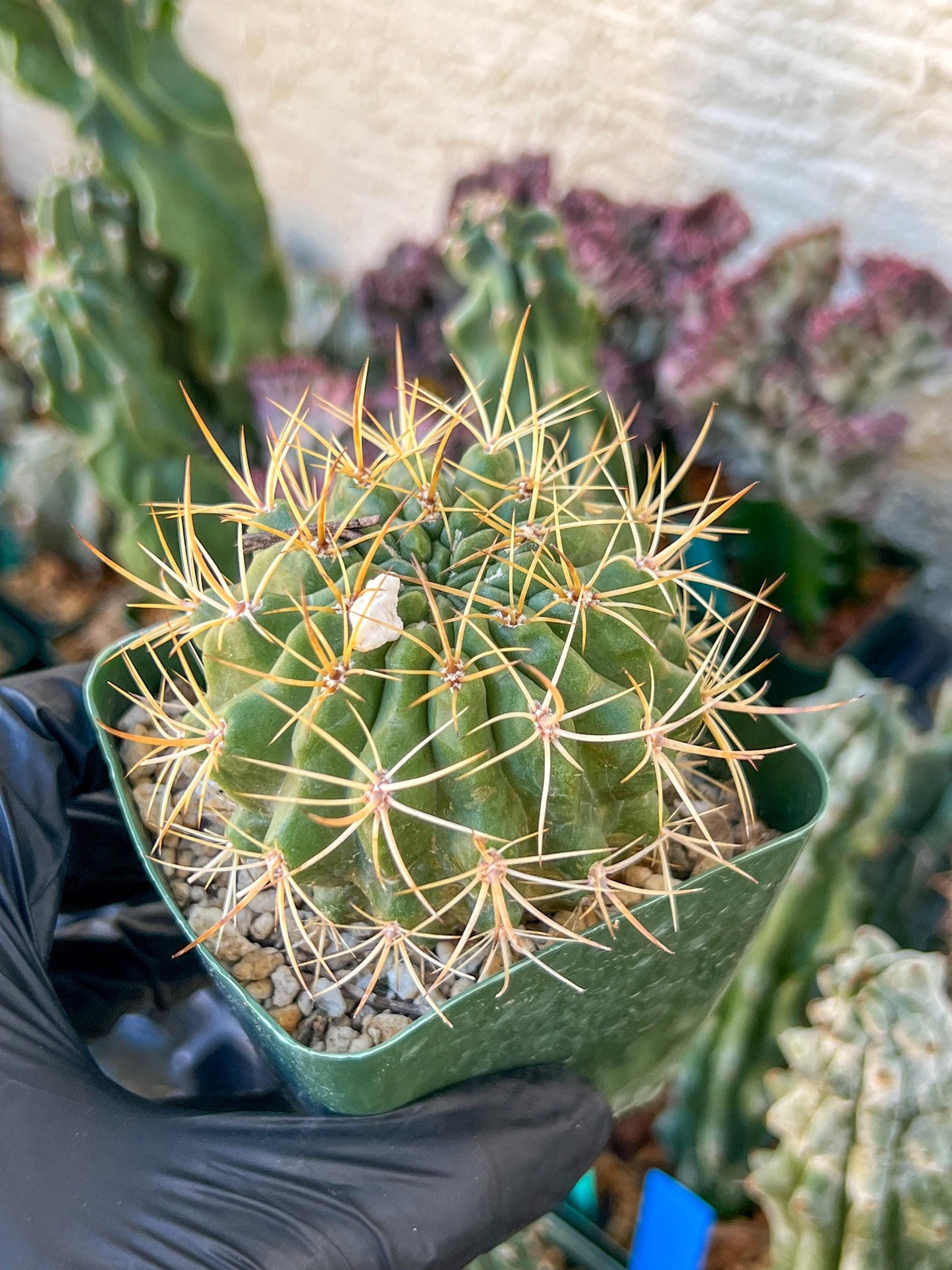 Cactus Eriosyce Engieri | (C1) (O13) | 3.5Pot