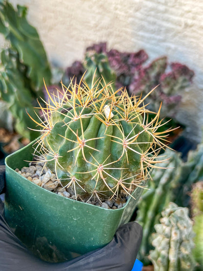 Cactus Eriosyce Engieri | (C1) (O13) | 3.5Pot