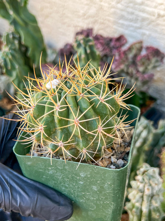 Cactus Eriosyce Engieri | (C1) (O13) | 3.5Pot