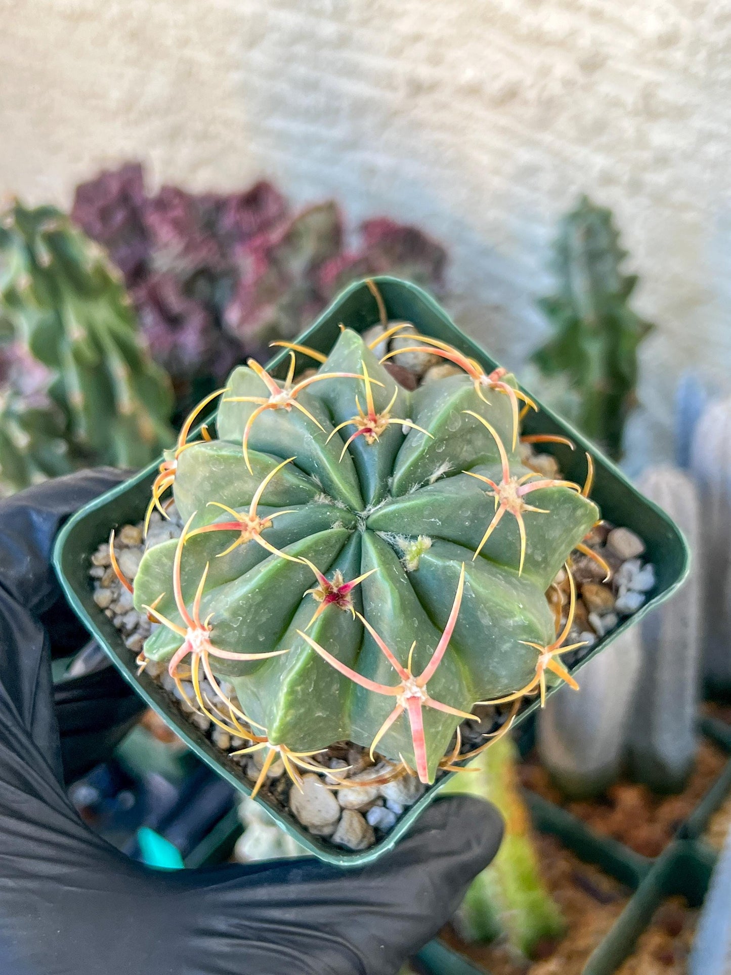 Big Forecactus Macrodiscus | (C1) (O13) | 3.5Pot