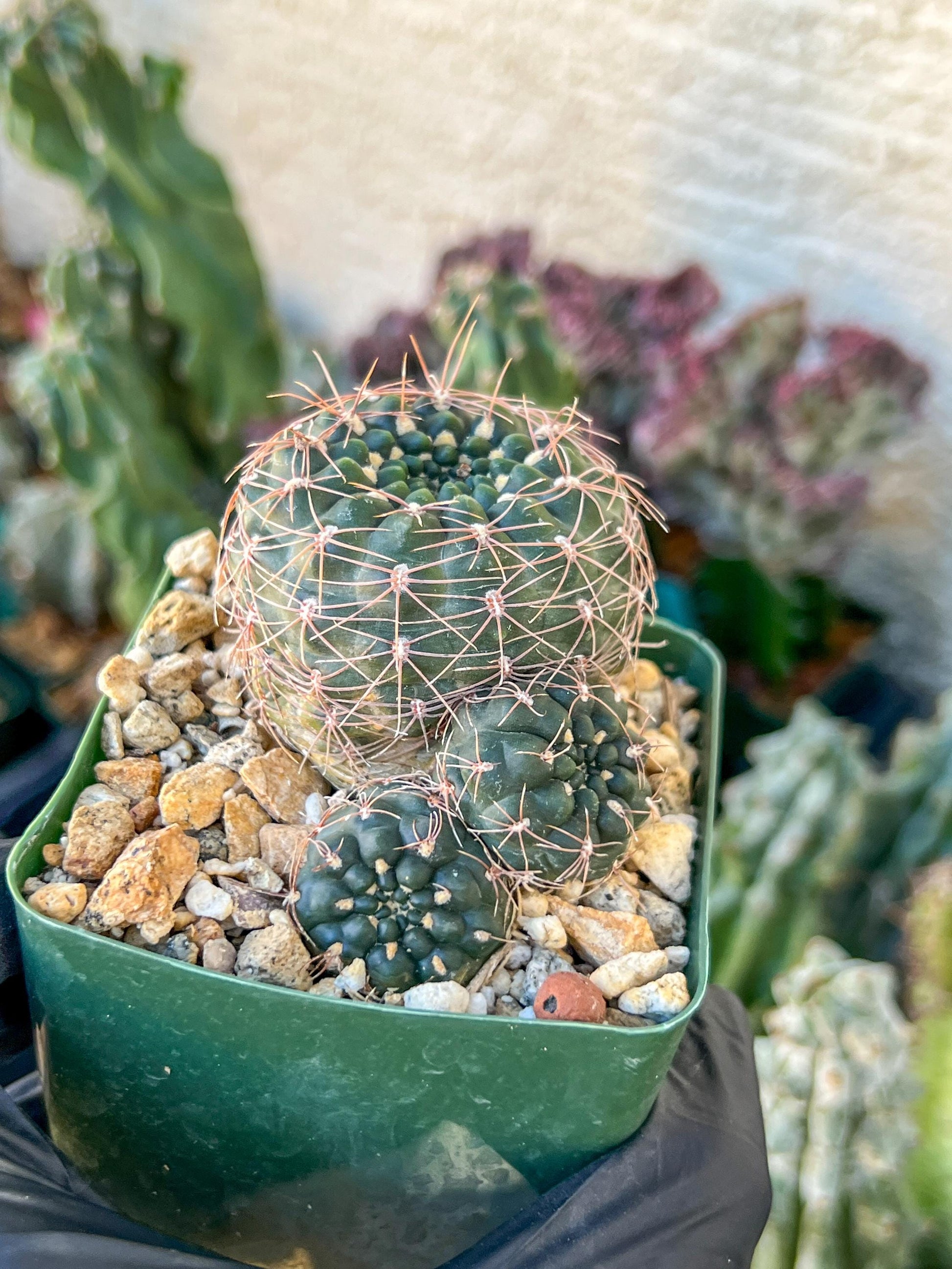 Gymnocalycium Carolinense | (C1) (O15) | 3.5Pot
