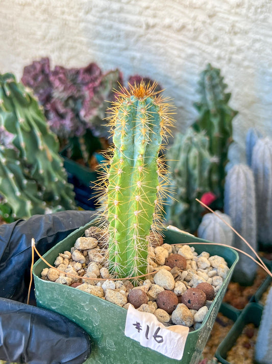 Brazilian Blue Cactus | (C1) (O16) | 3.5Pot