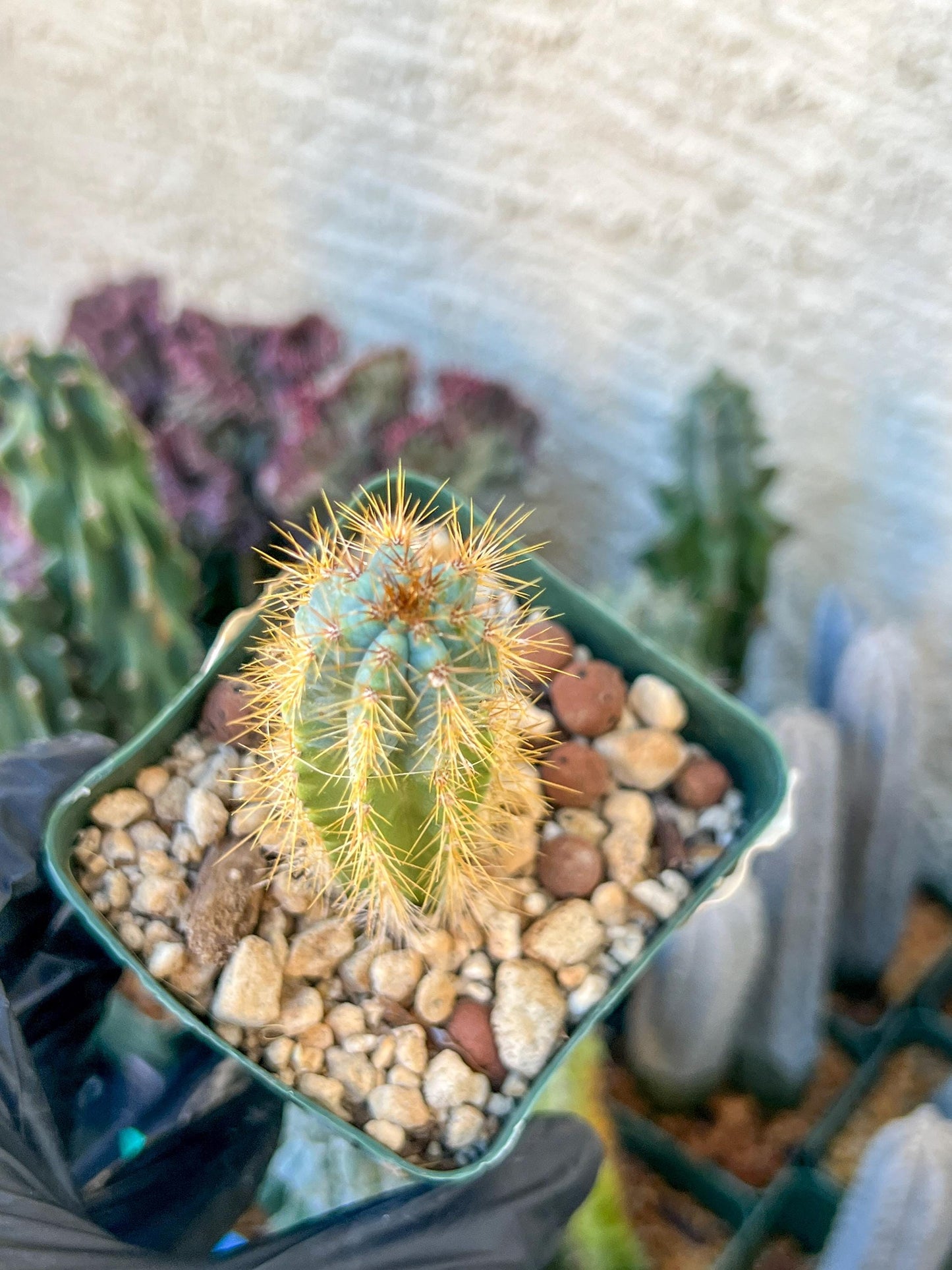 Brazilian Blue Cactus | (C1) (O16) | 3.5Pot