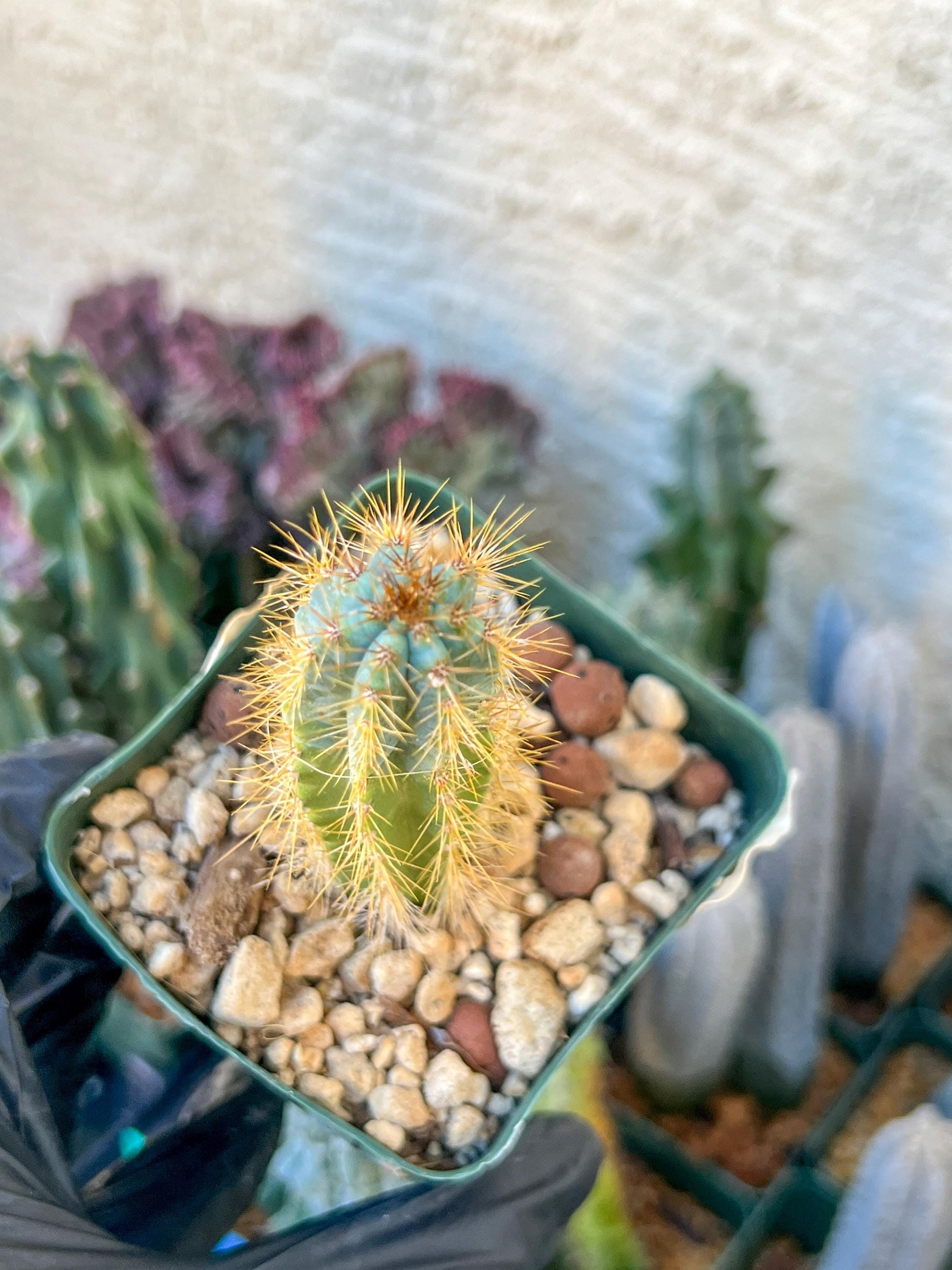 Brazilian Blue Cactus | (C1) (O16) | 3.5Pot
