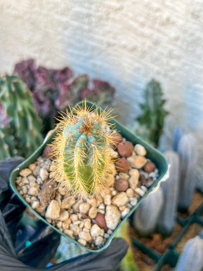 Brazilian Blue Cactus | (C1) (O16) | 3.5Pot