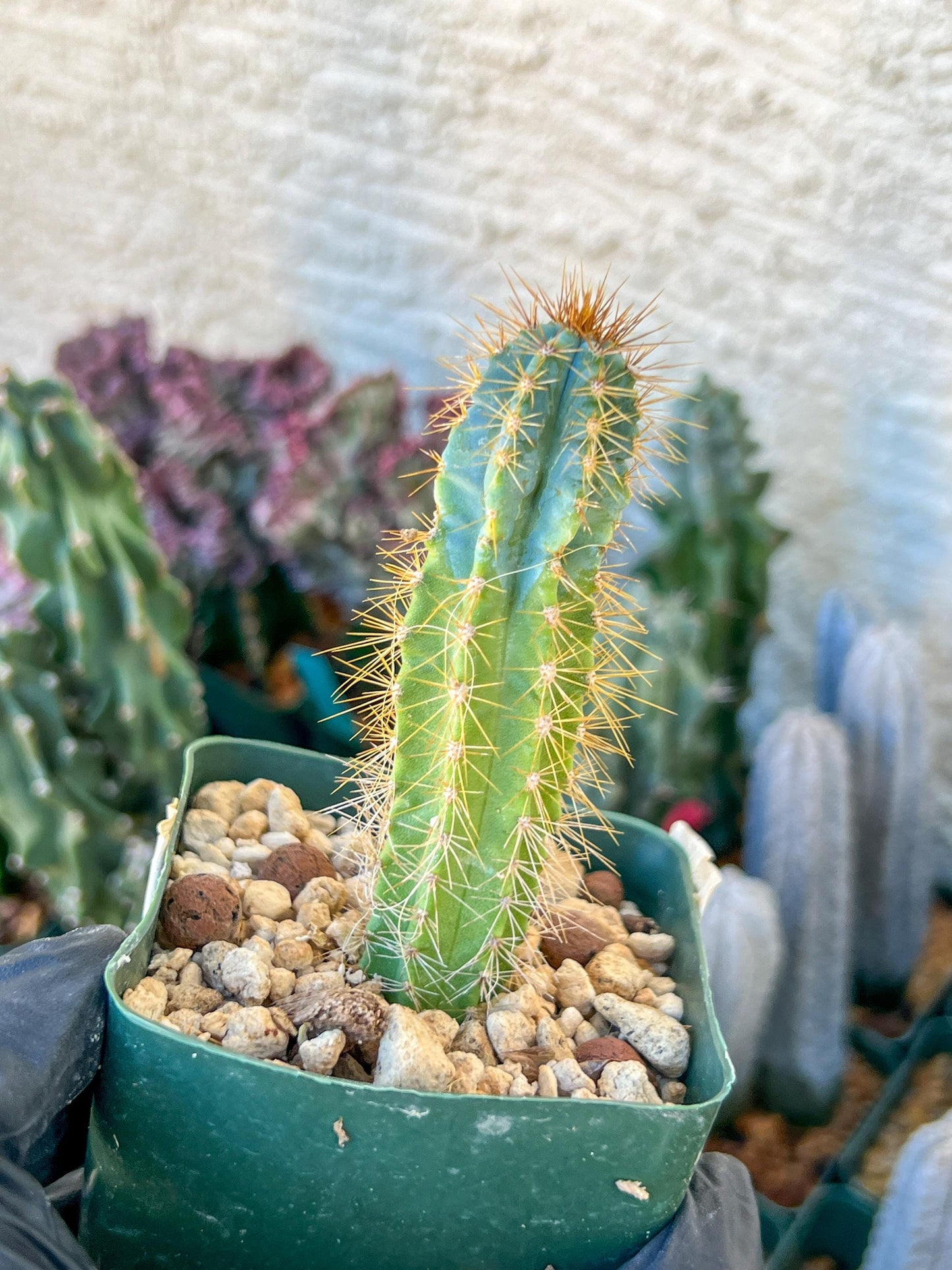 Brazilian Blue Cactus | (C1) (O16) | 3.5Pot