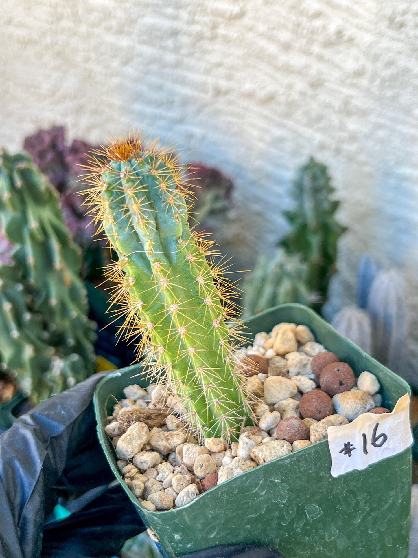 Brazilian Blue Cactus | (C1) (O16) | 3.5Pot