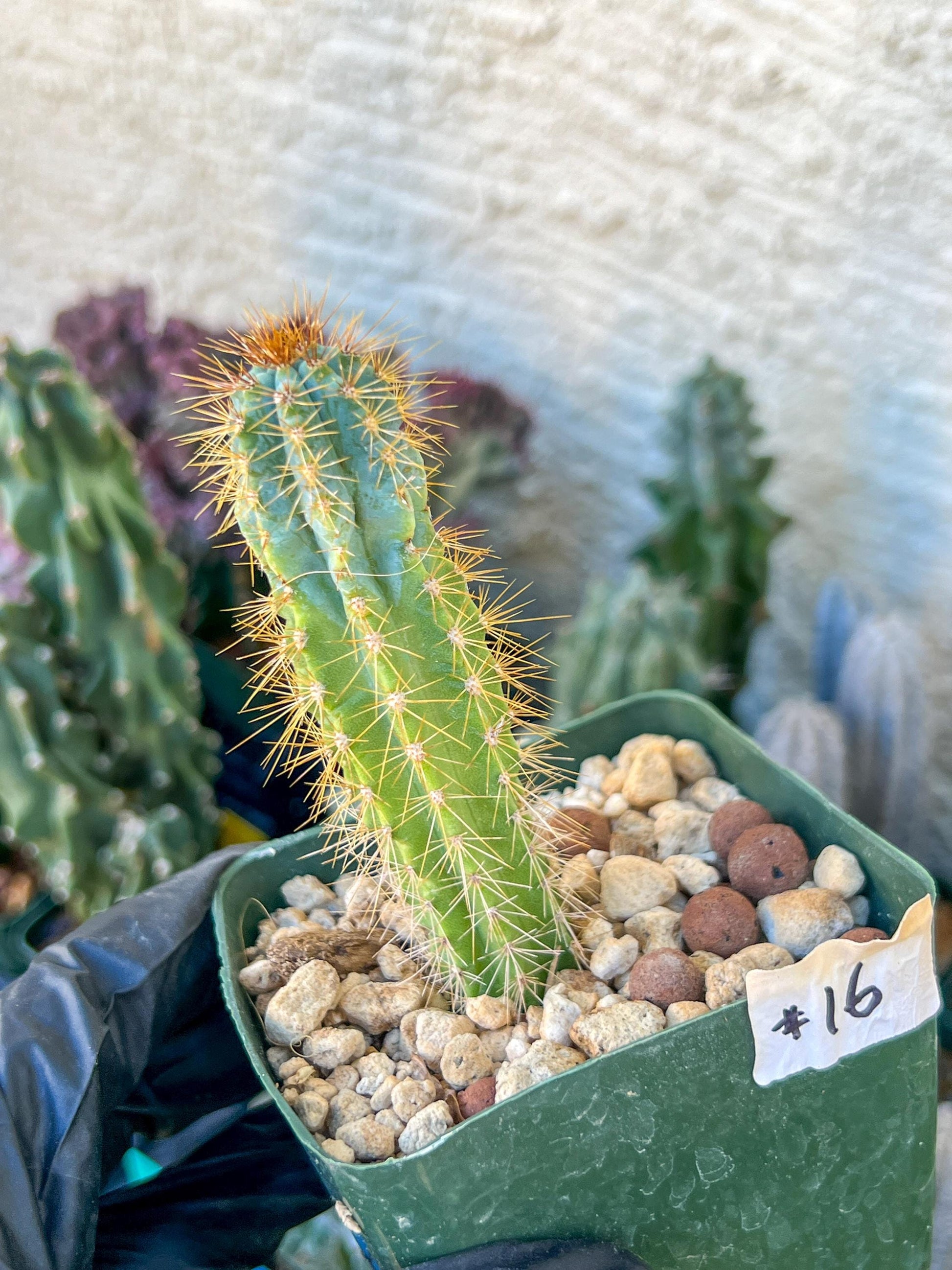 Brazilian Blue Cactus | (C1) (O16) | 3.5Pot