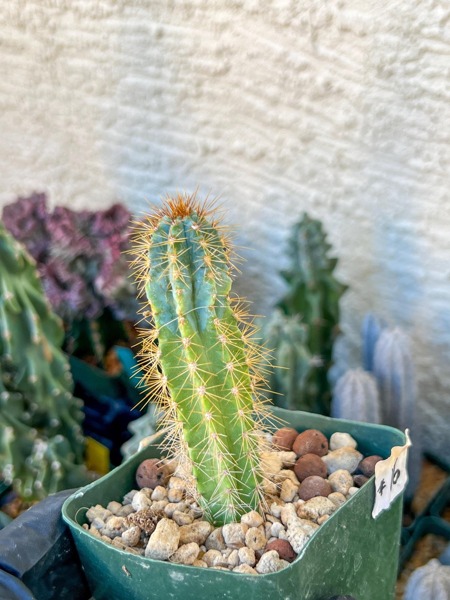 Brazilian Blue Cactus | (C1) (O16) | 3.5Pot
