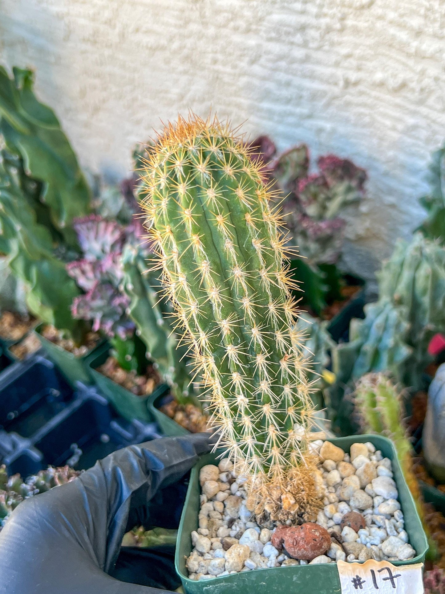 Xique Xique Gounellei Cactus | (C1) (O17) | 3.5Pot