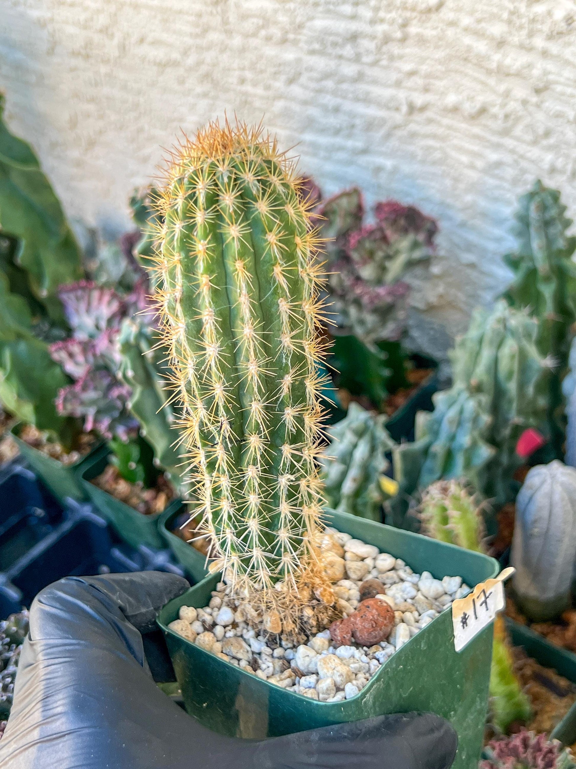 Xique Xique Gounellei Cactus | (C1) (O17) | 3.5Pot