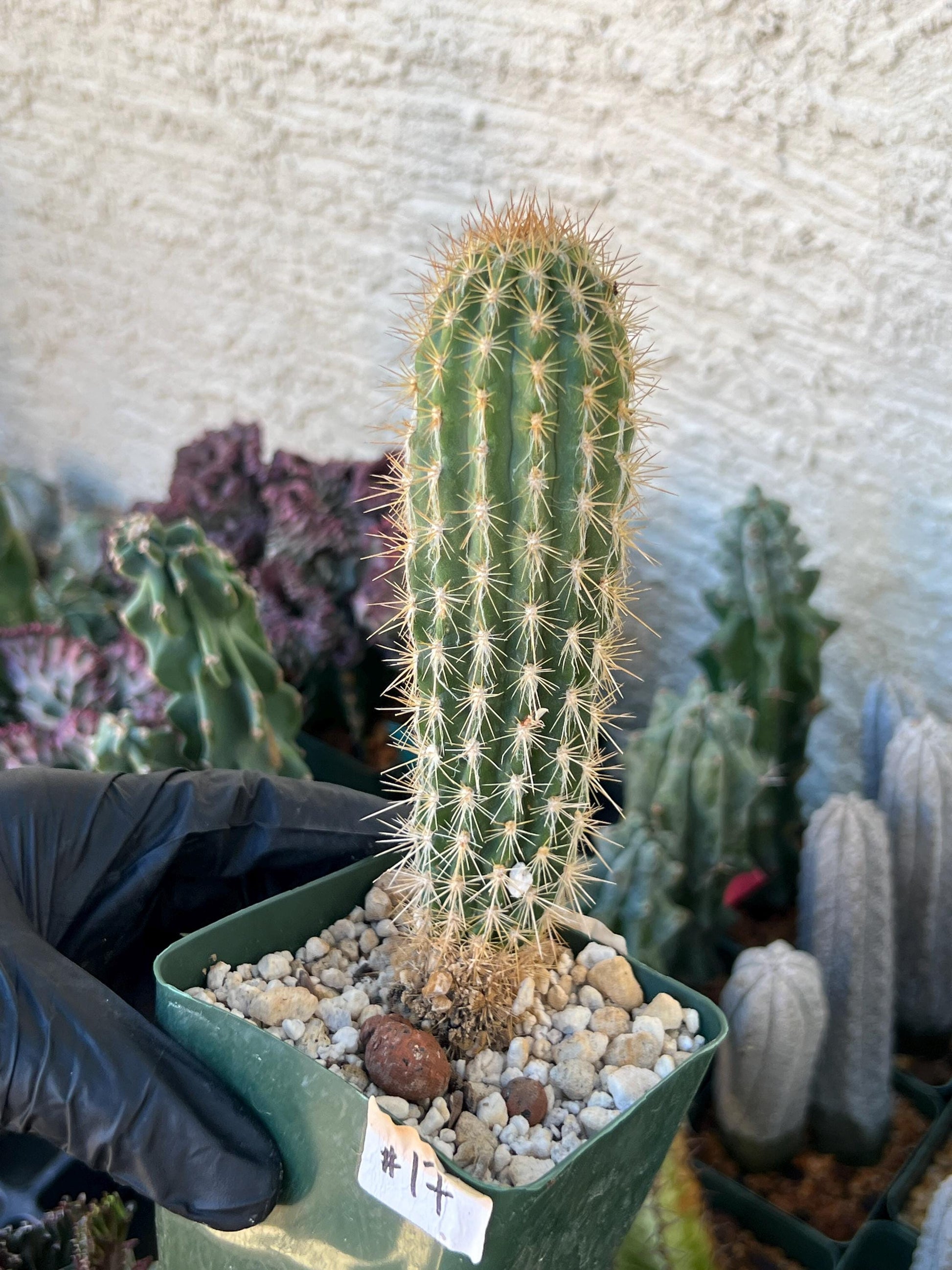 Xique Xique Gounellei Cactus | (C1) (O17) | 3.5Pot