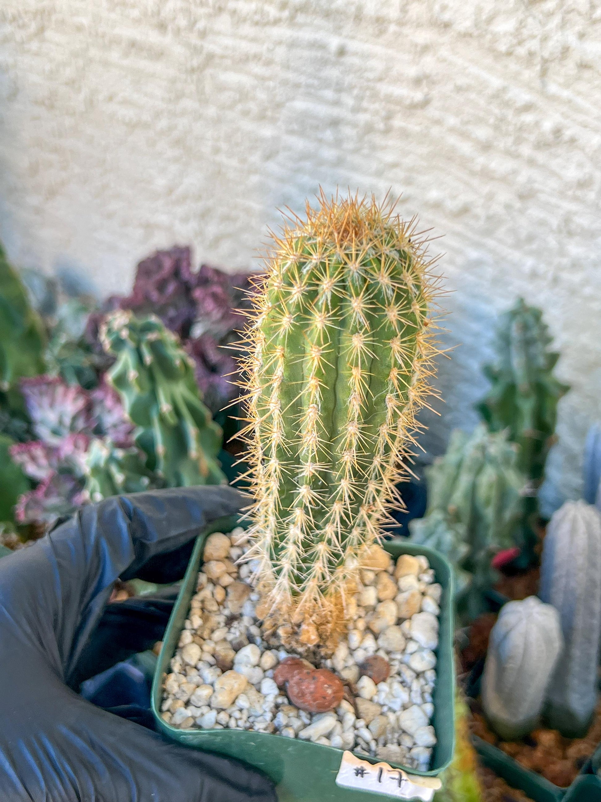 Xique Xique Gounellei Cactus | (C1) (O17) | 3.5Pot