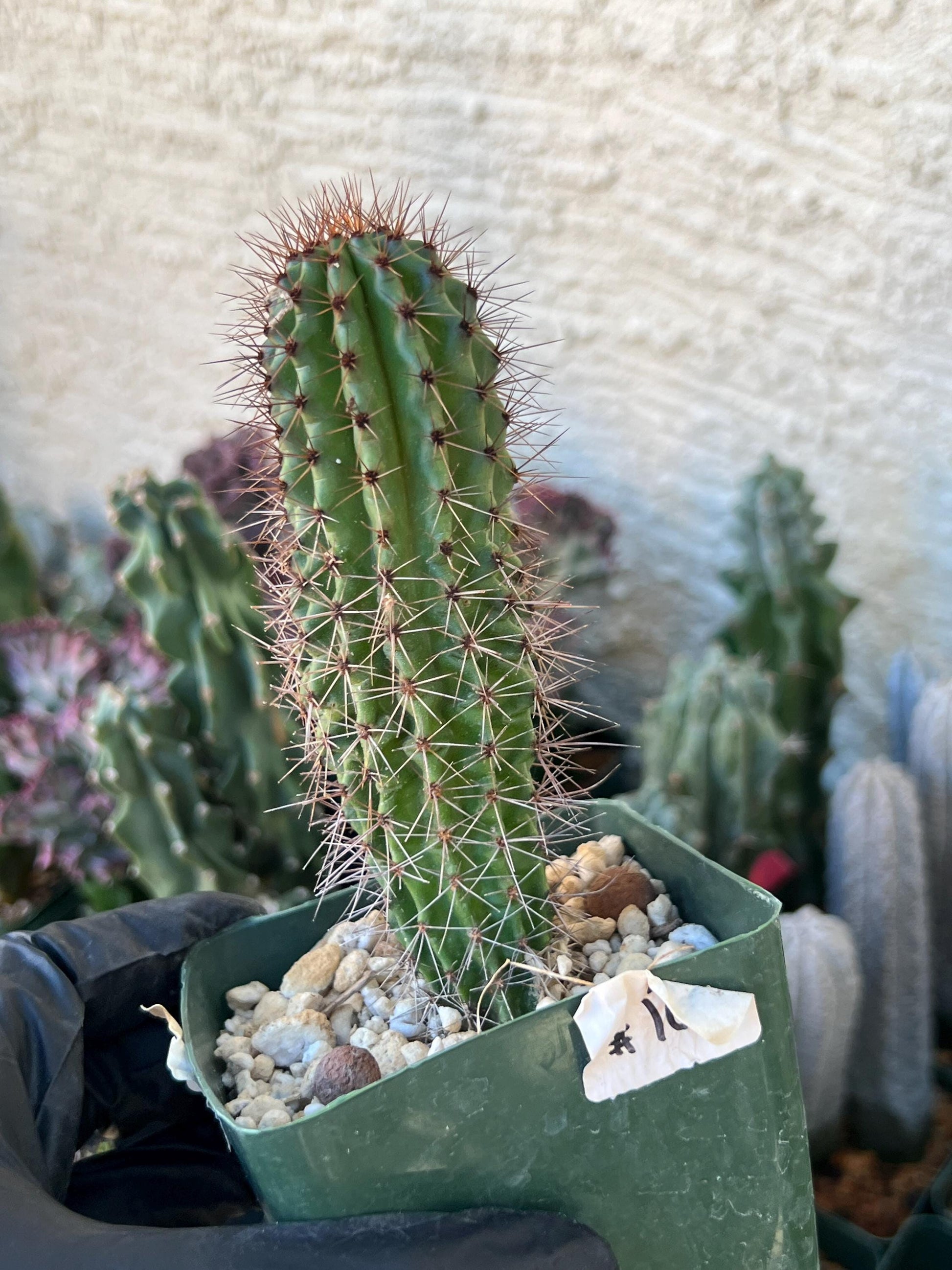 Big Mammillaria Fraileana Cactus Plan | (C1) (O18) | 3.5Pot