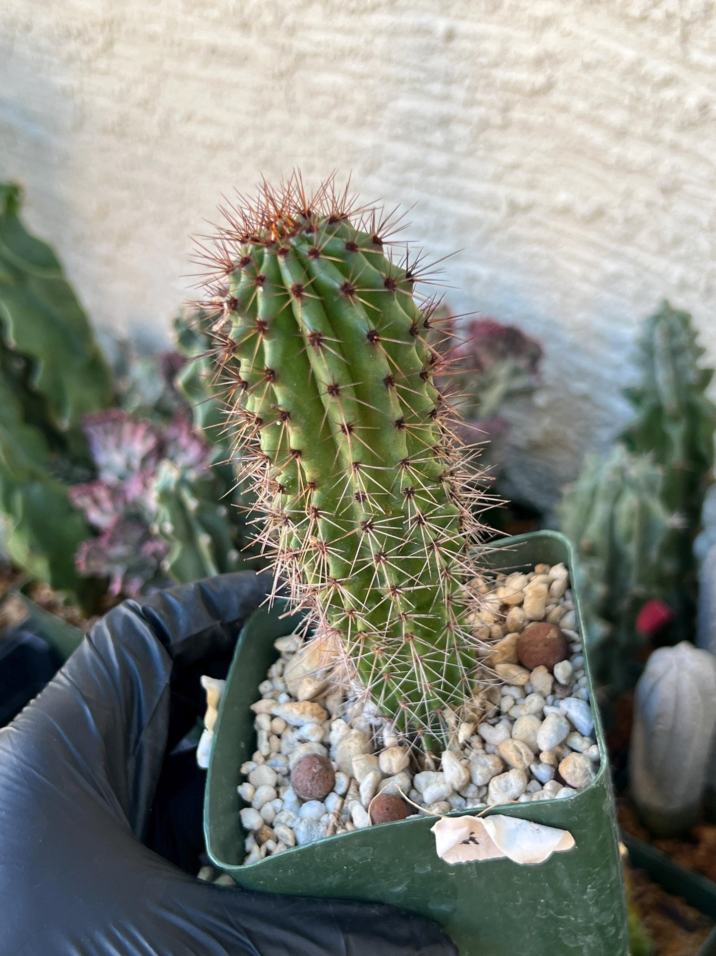 Big Mammillaria Fraileana Cactus Plan | (C1) (O18) | 3.5Pot