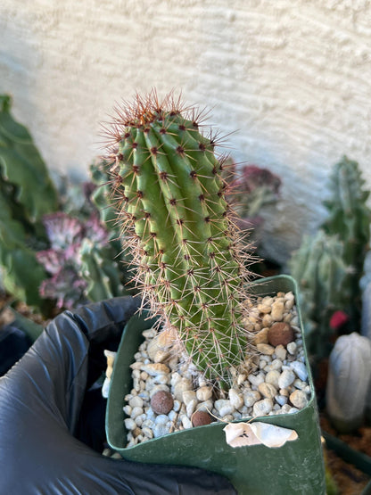 Big Mammillaria Fraileana Cactus Plan | (C1) (O18) | 3.5Pot