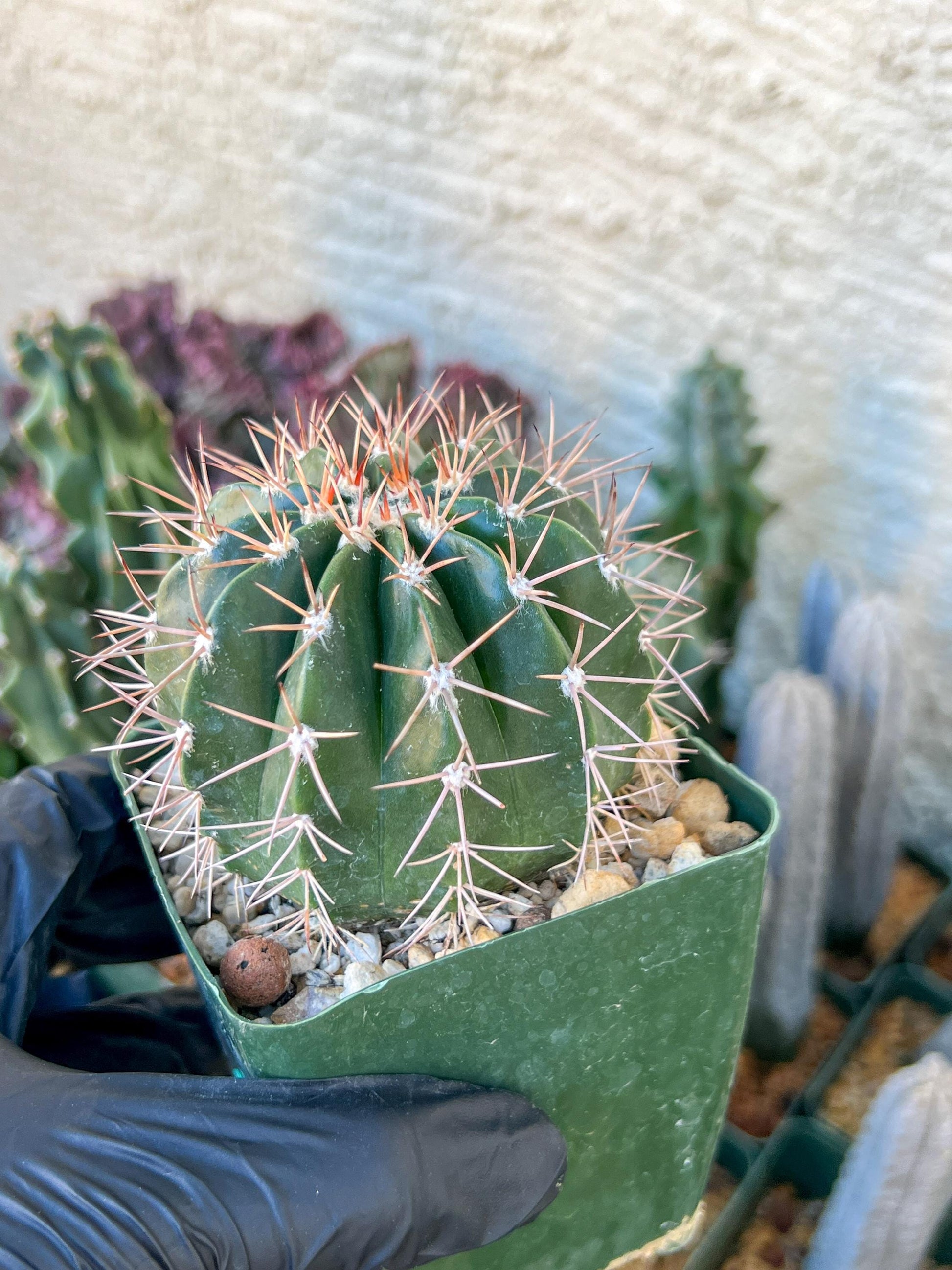 Melocactus violaceus no cephalium | (C1) (P7) | 3.5Pot