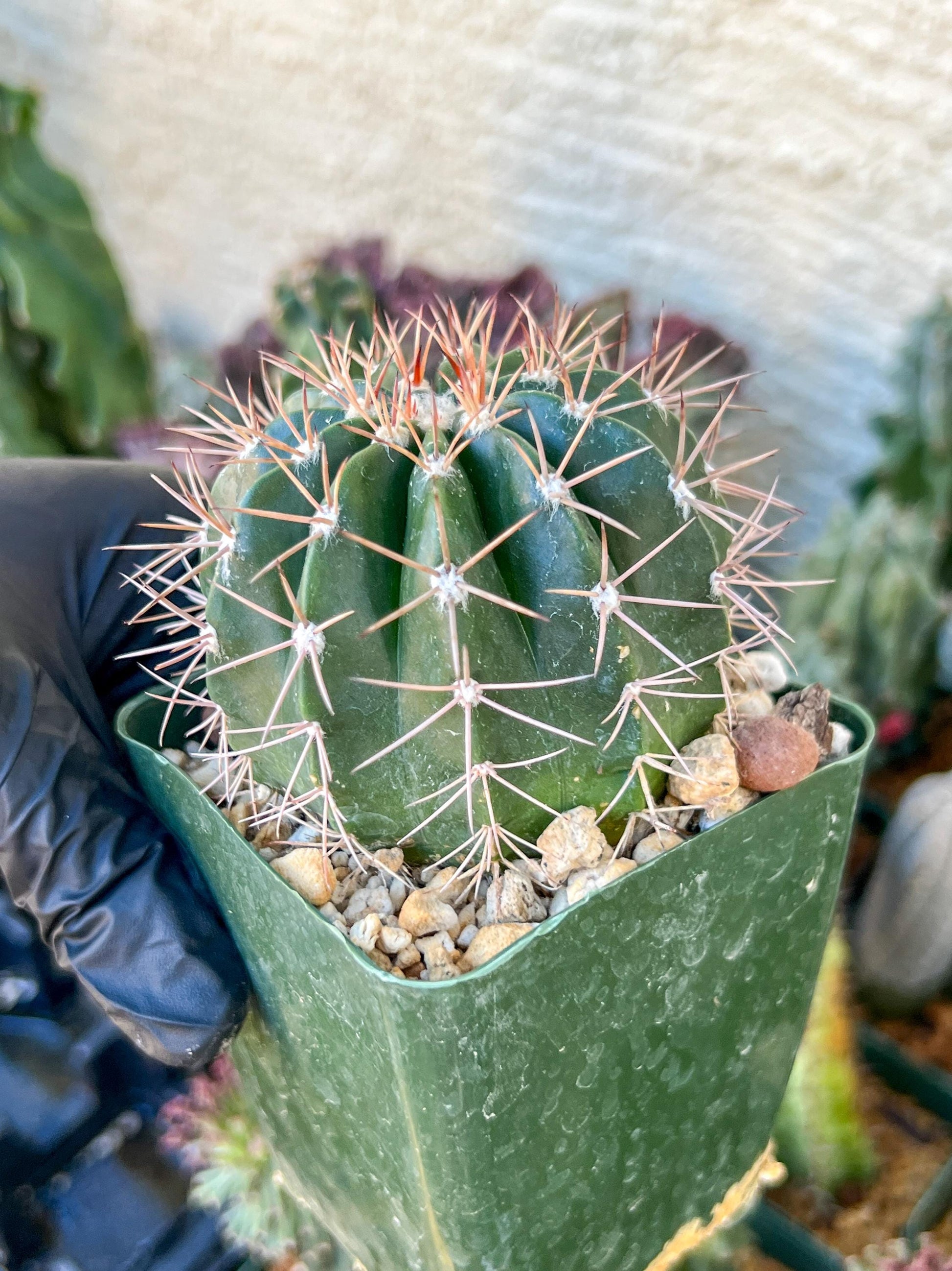 Melocactus violaceus no cephalium | (C1) (P7) | 3.5Pot