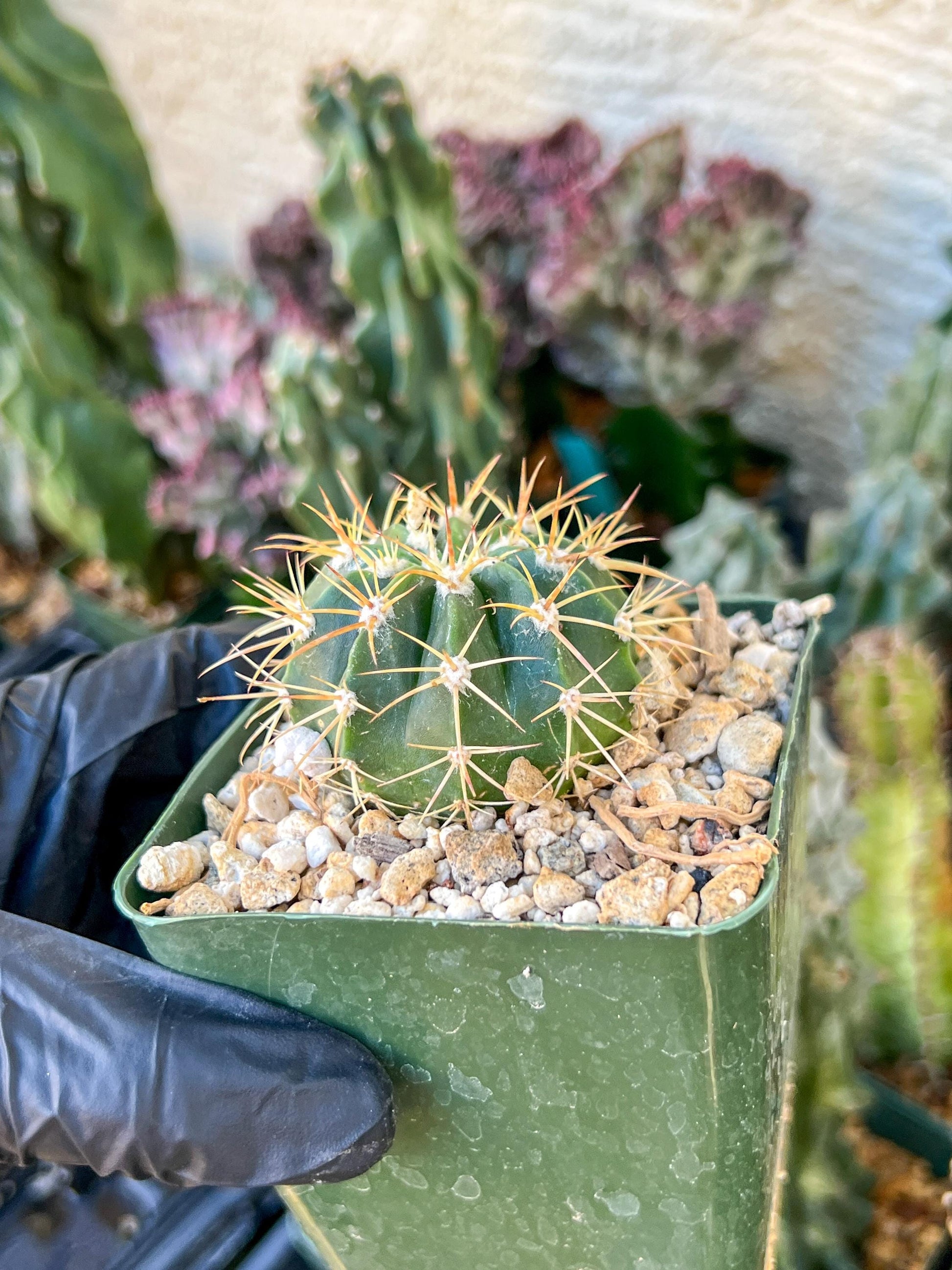 Meiocactus Oreas | (C1) (P9) | In 3.5Pot
