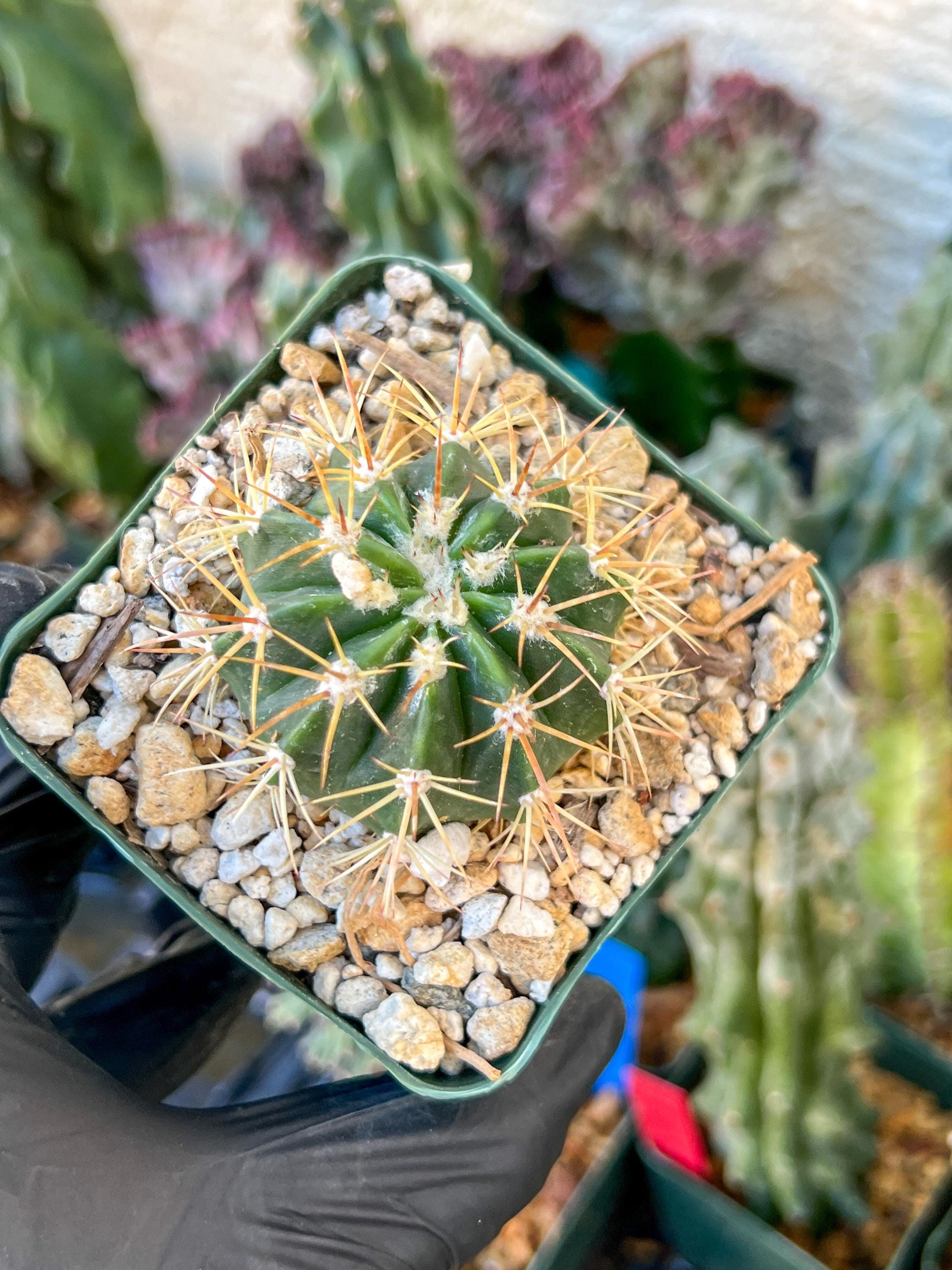 Meiocactus Oreas | (C1) (P9) | In 3.5Pot
