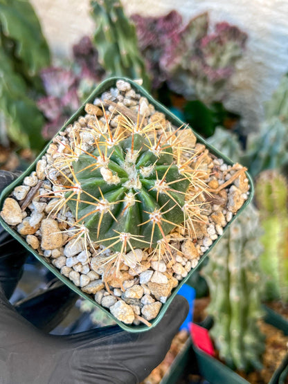 Meiocactus Oreas | (C1) (P9) | In 3.5Pot