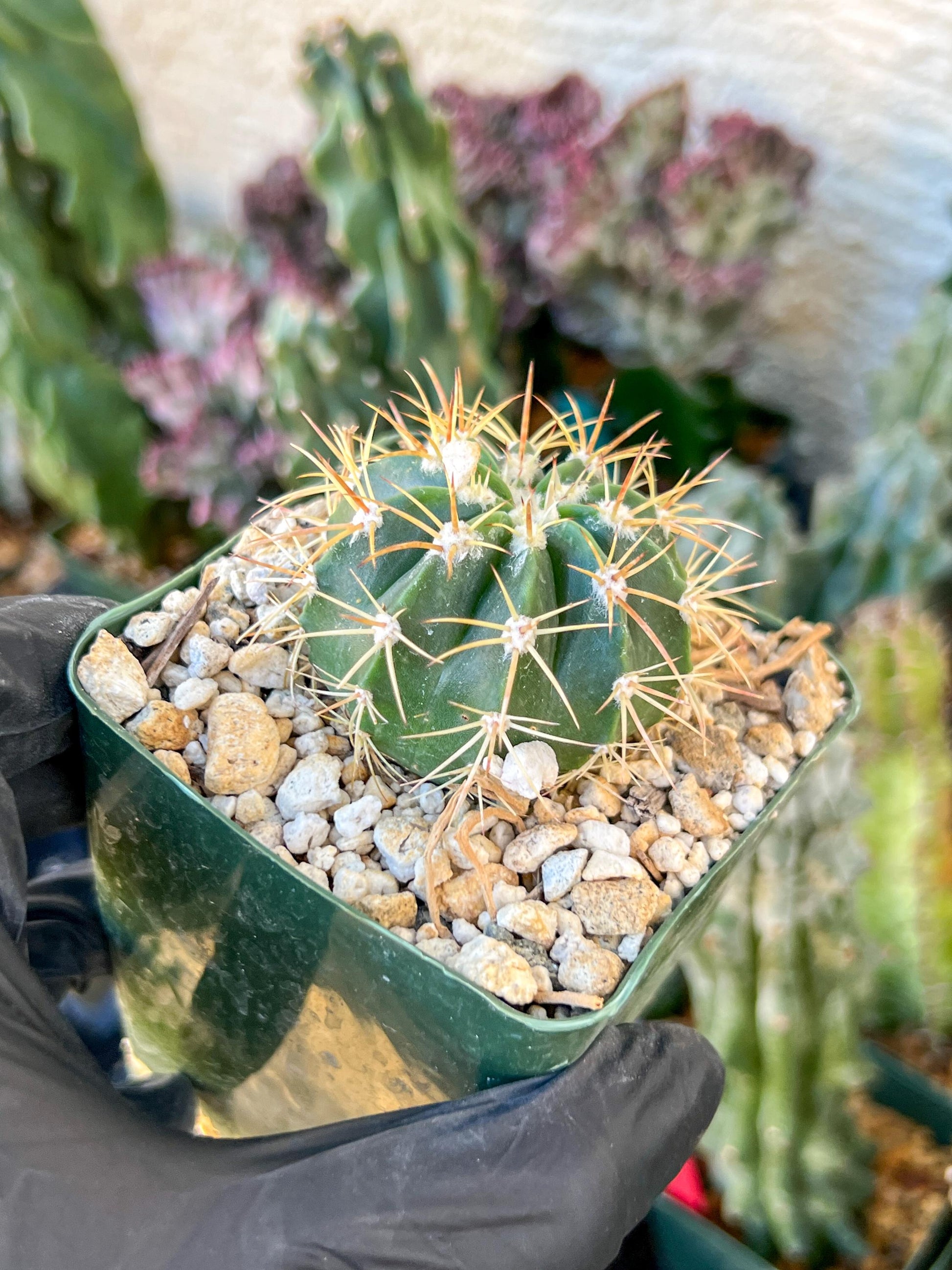 Meiocactus Oreas | (C1) (P9) | In 3.5Pot