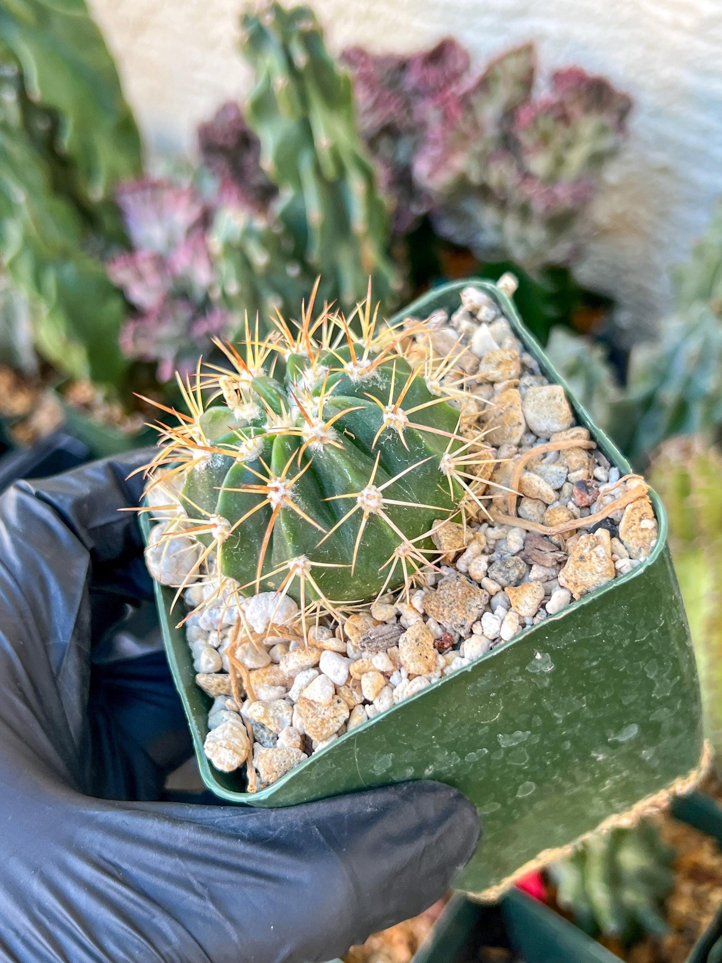 Meiocactus Oreas | (C1) (P9) | In 3.5Pot