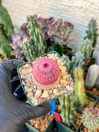 Raibow Hedgehog Cactus | (C1) (P10) | 3.5Pot