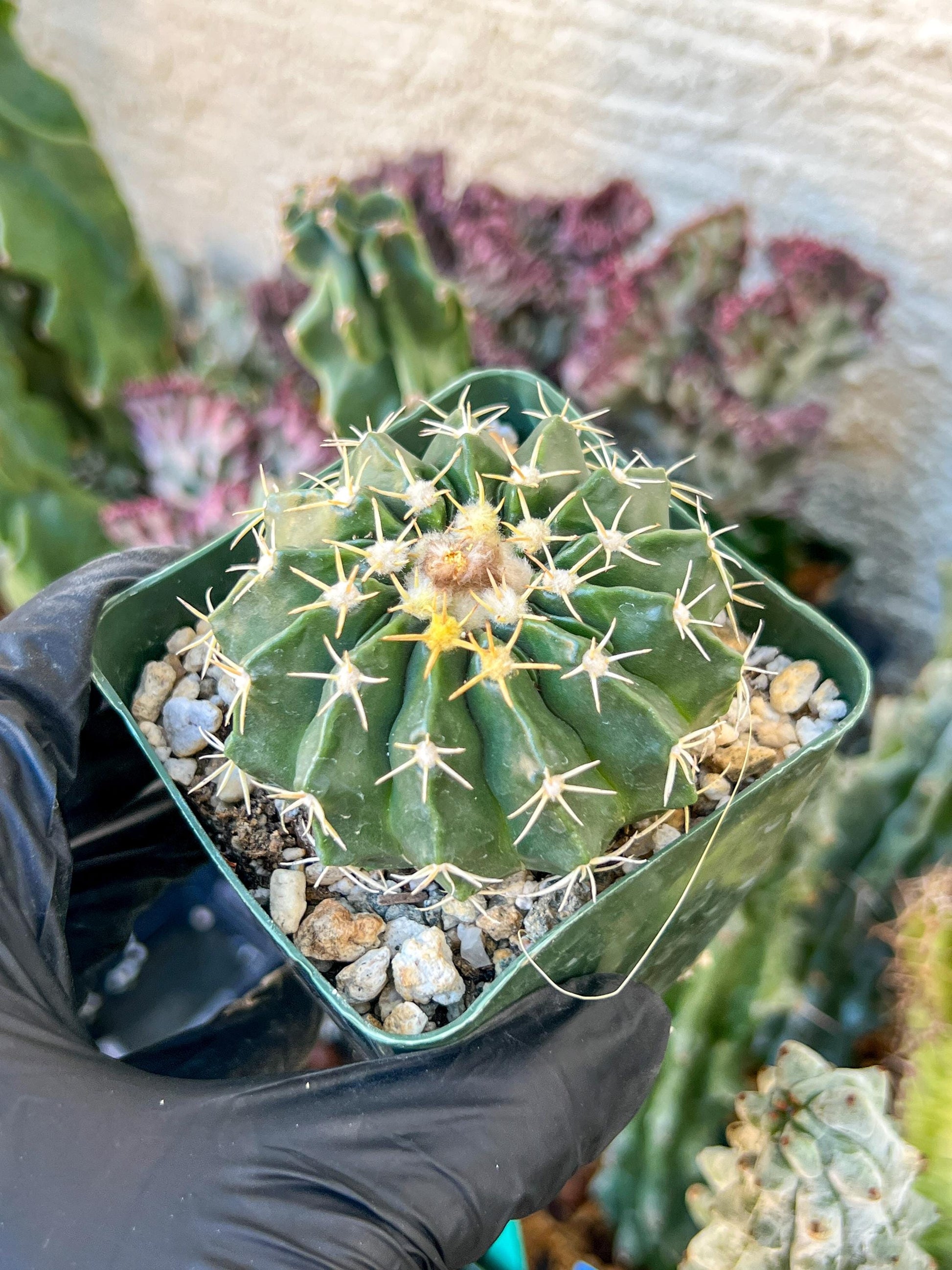 Wiggins pau areolatus | (C1) (P11) | 3.5Pot