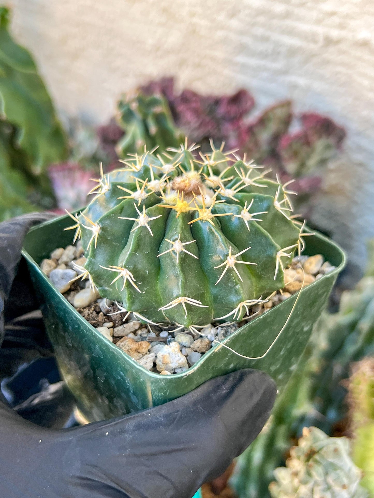 Wiggins pau areolatus | (C1) (P11) | 3.5Pot