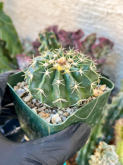 Wiggins pau areolatus | (C1) (P11) | 3.5Pot