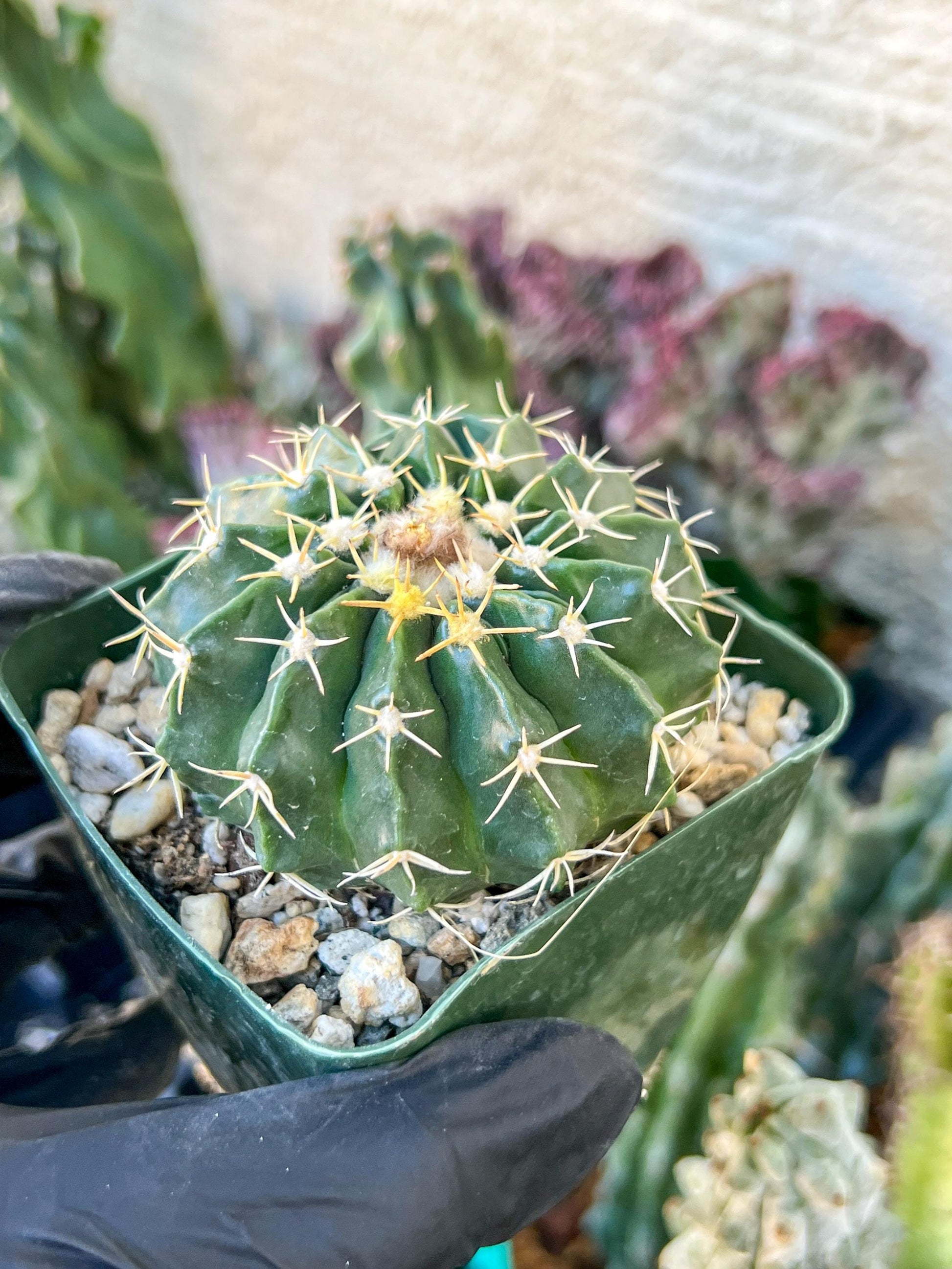 Wiggins pau areolatus | (C1) (P11) | 3.5Pot