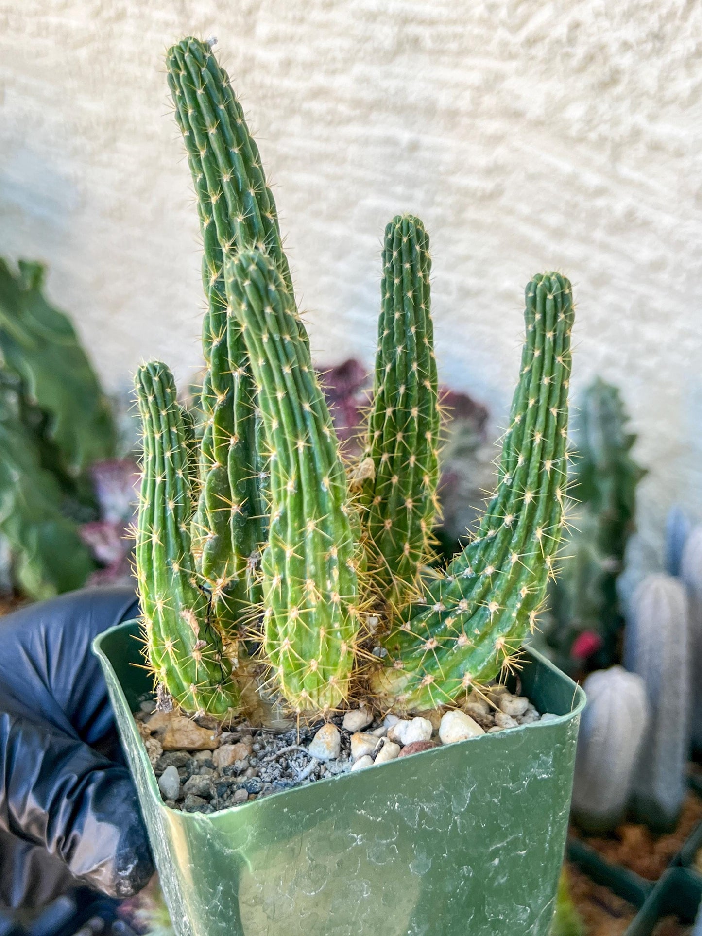Lobivia Echinopsis Maximiliana Charazanensis | (C1) (P12) | 3.5Pot