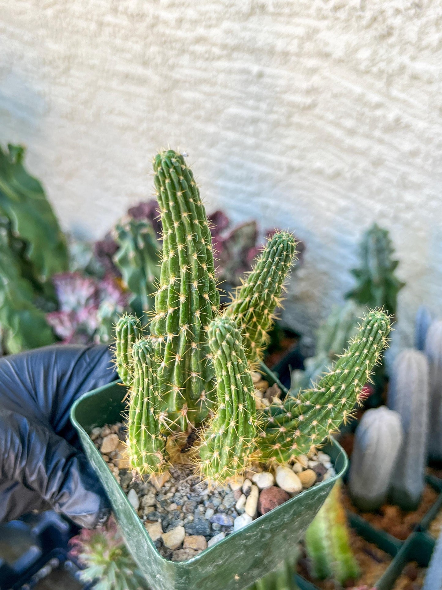 Lobivia Echinopsis Maximiliana Charazanensis | (C1) (P12) | 3.5Pot