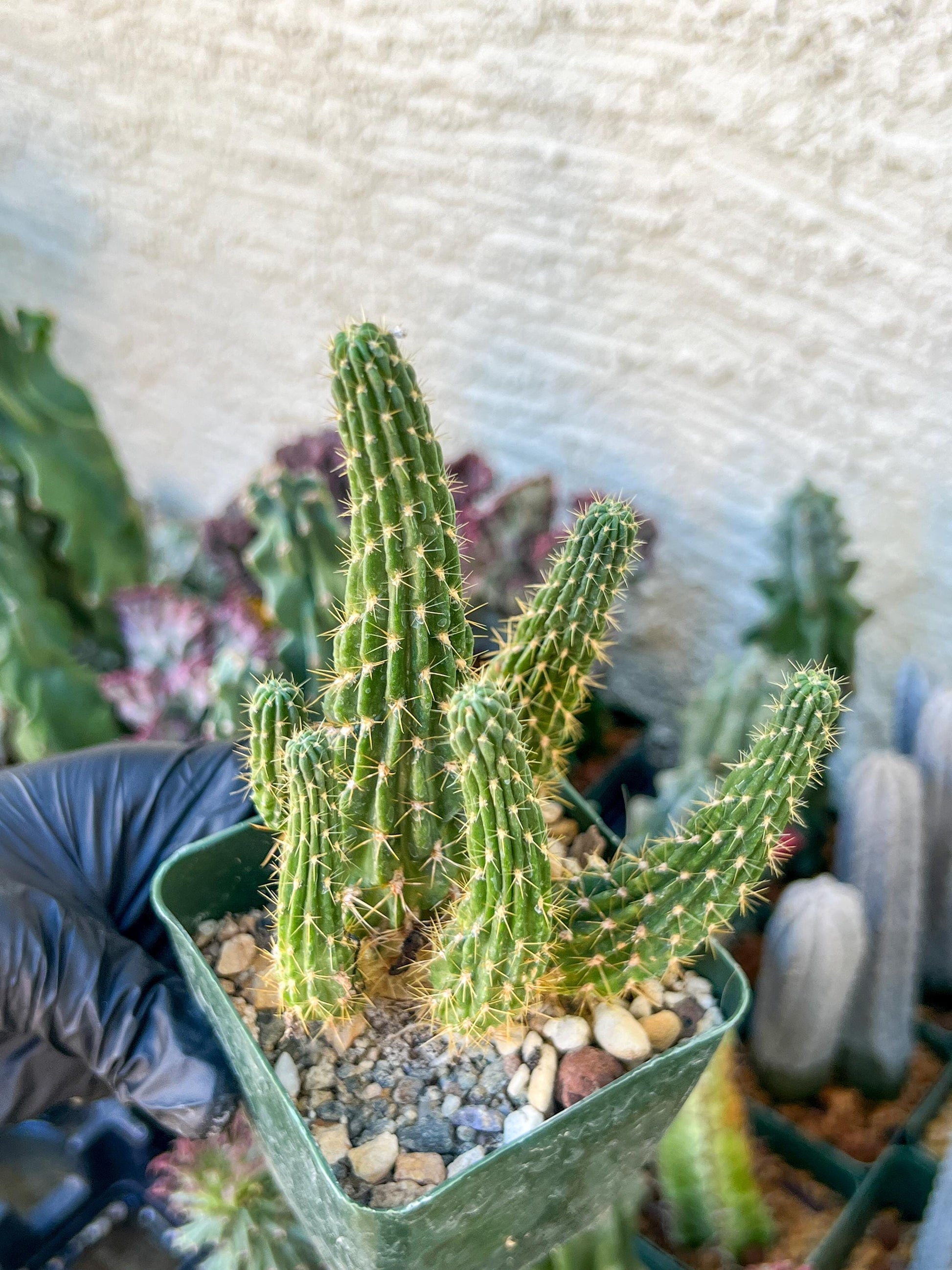 Lobivia Echinopsis Maximiliana Charazanensis | (C1) (P12) | 3.5Pot