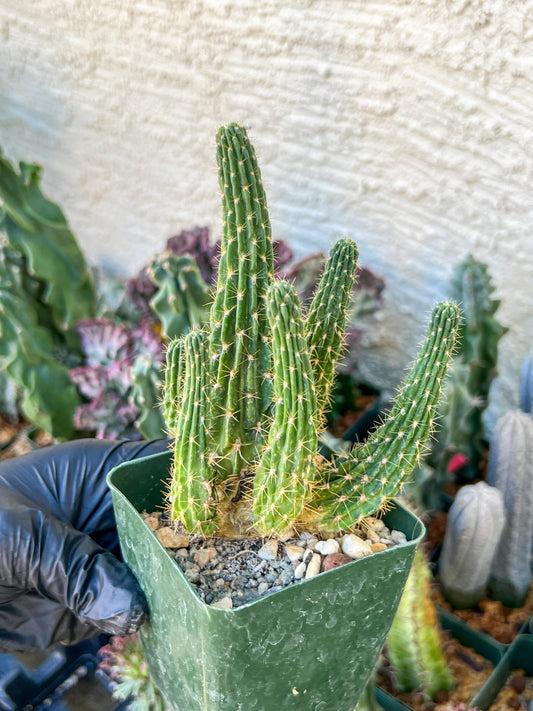 Lobivia Echinopsis Maximiliana Charazanensis | (C1) (P12) | 3.5Pot